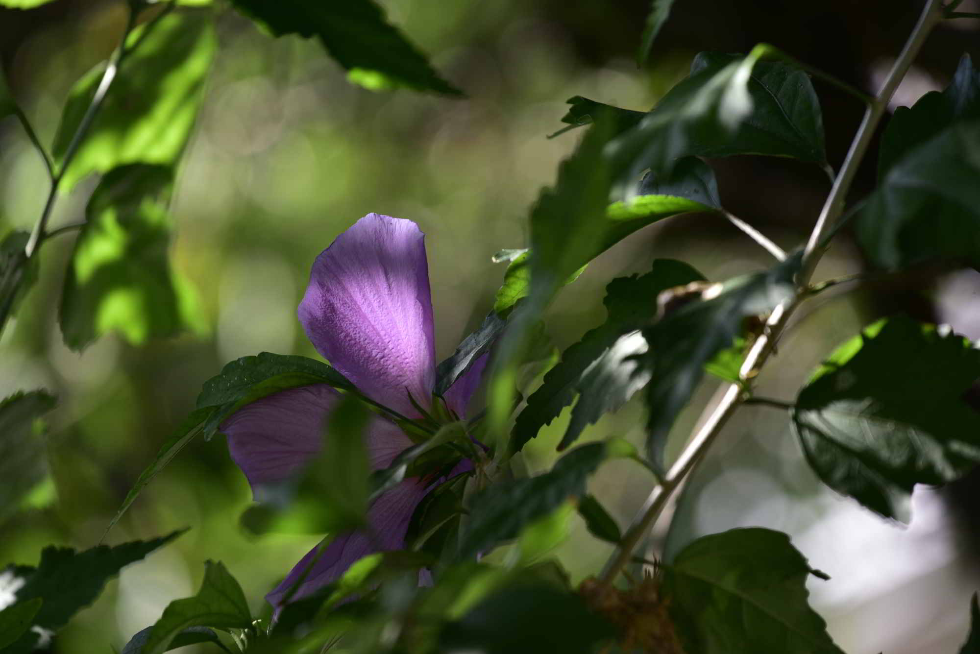 un petalo dell'ibisco, un raggio di sole.