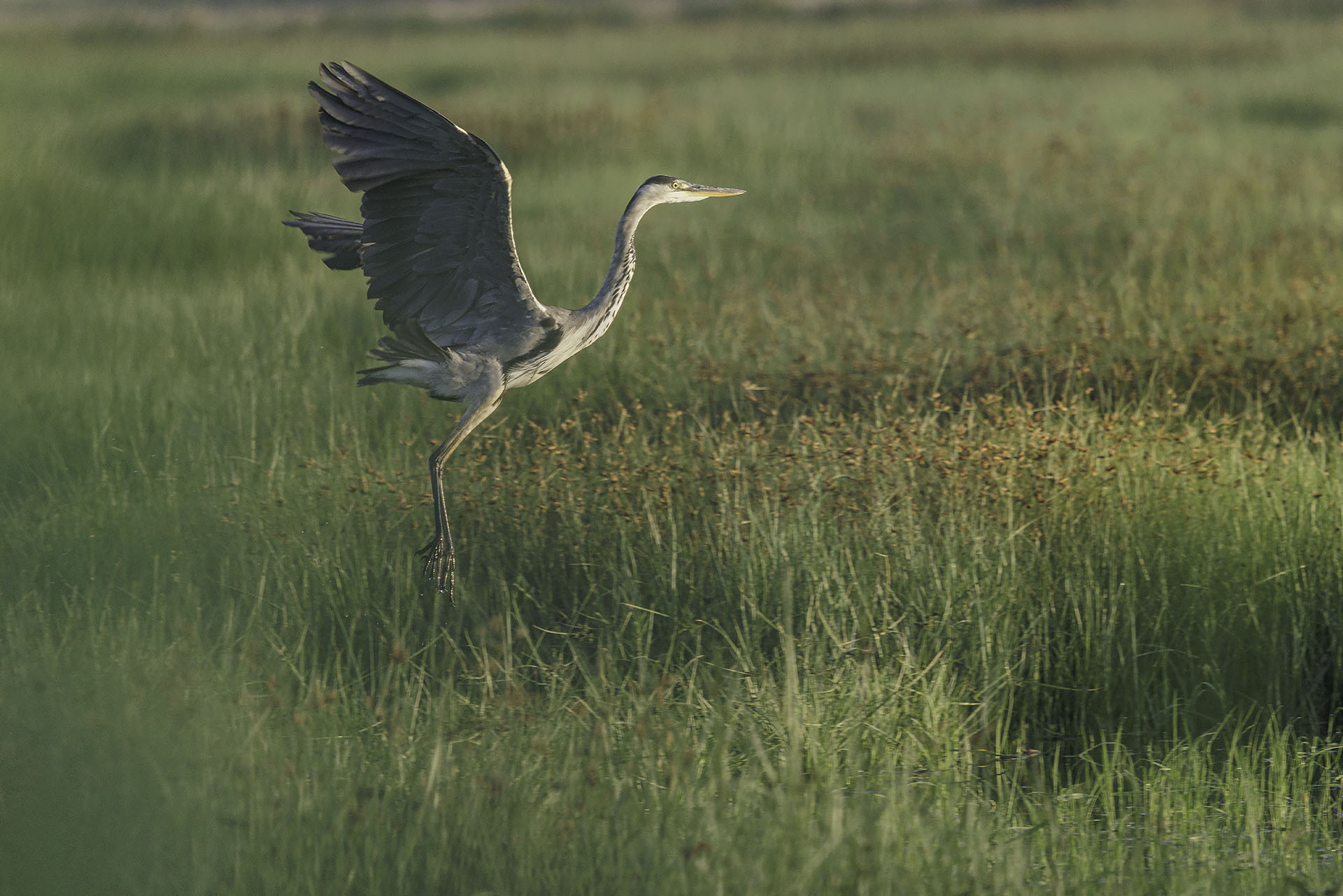 Grey heron