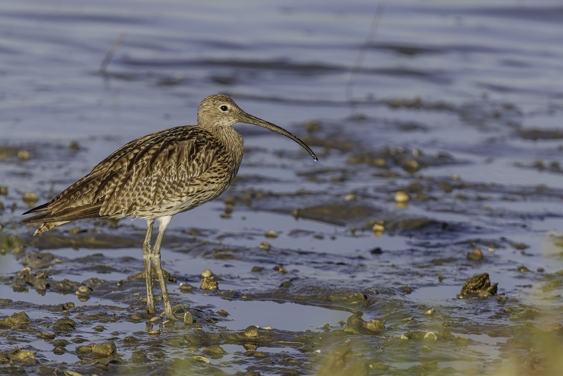Greater Curlew
