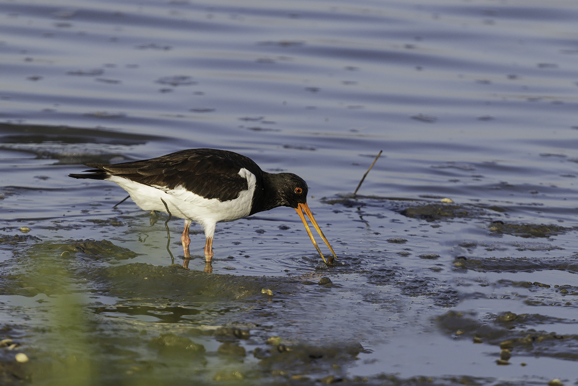 Oystercatcher