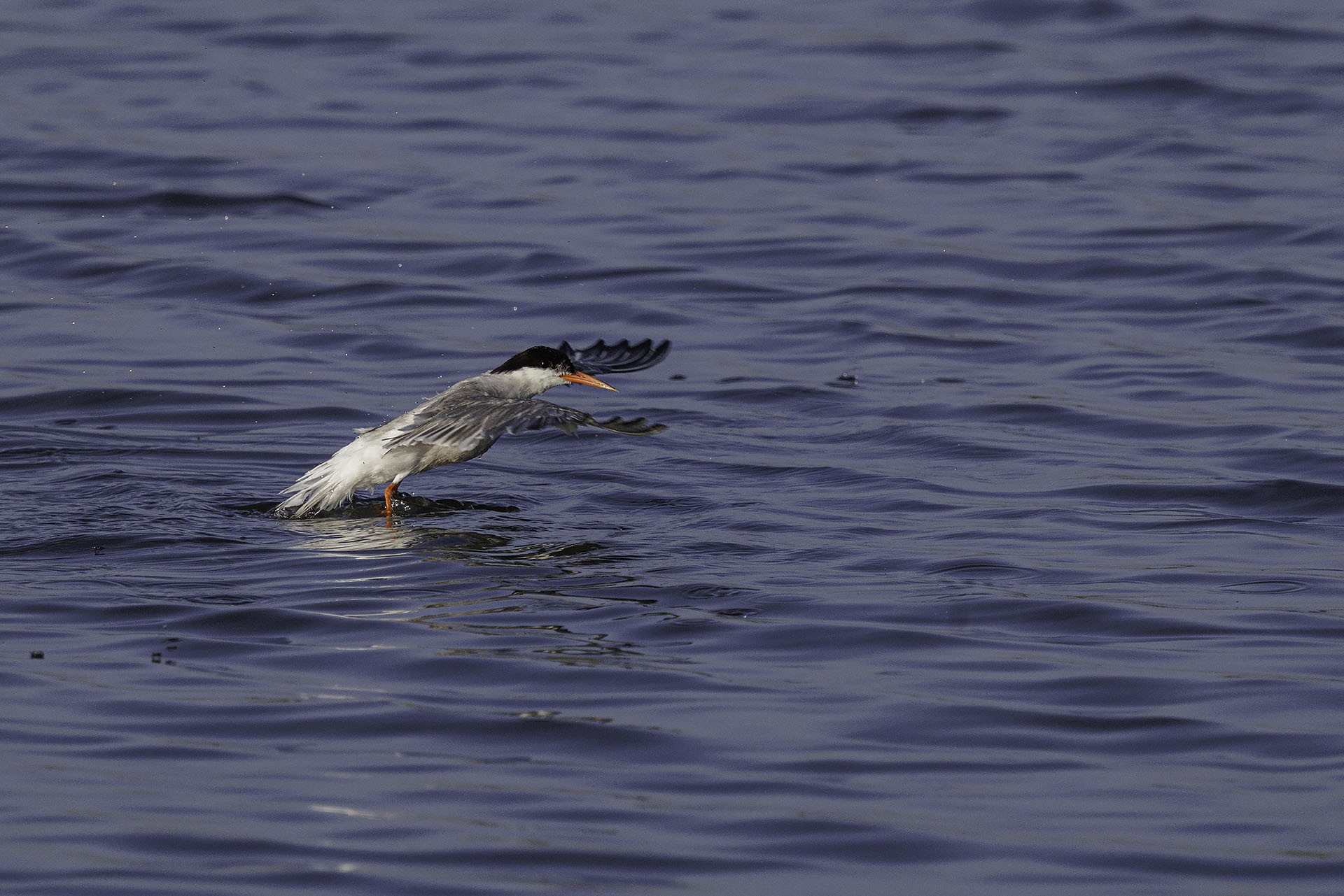 Common Tern