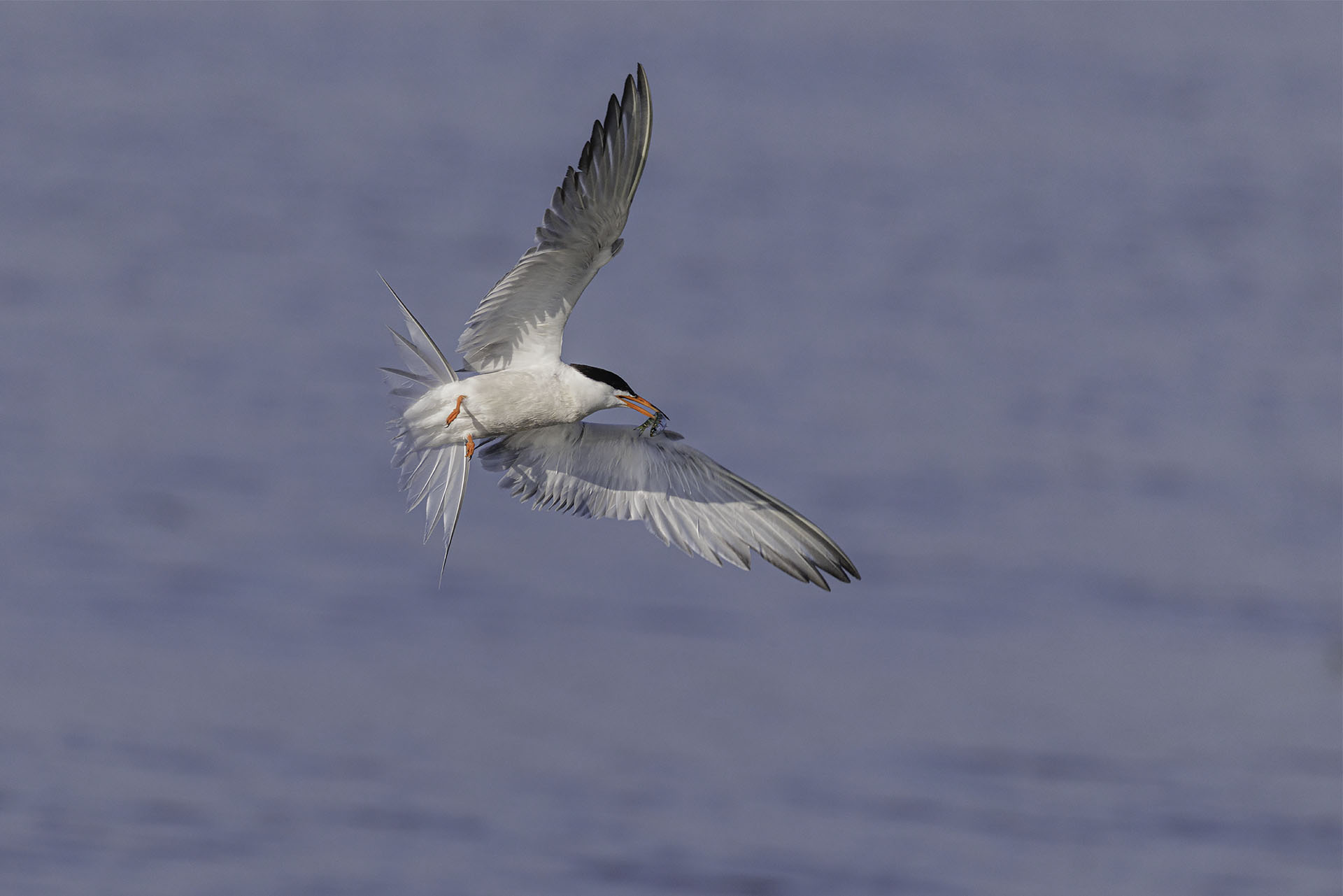 Common Tern