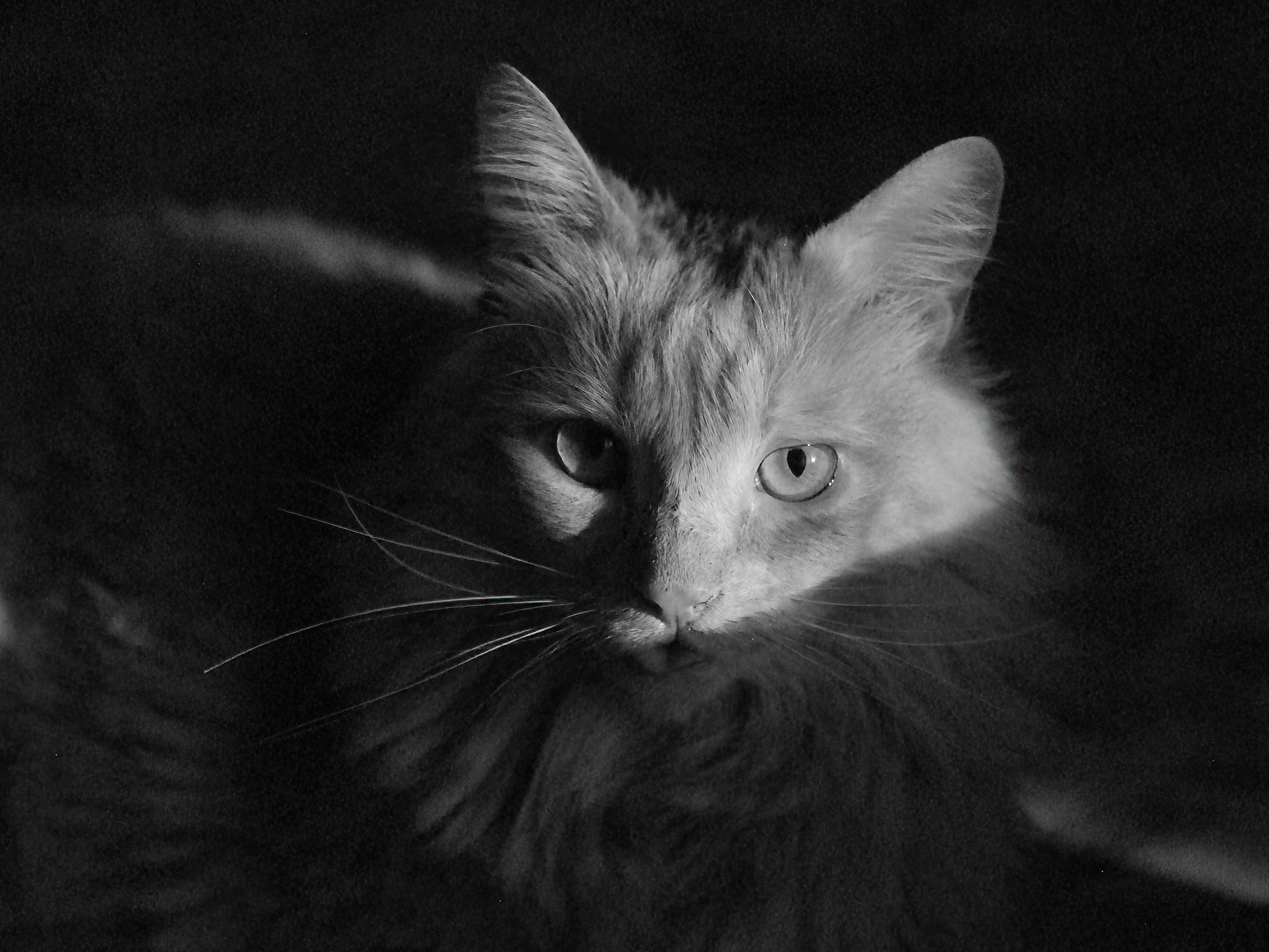 Black and white Soju