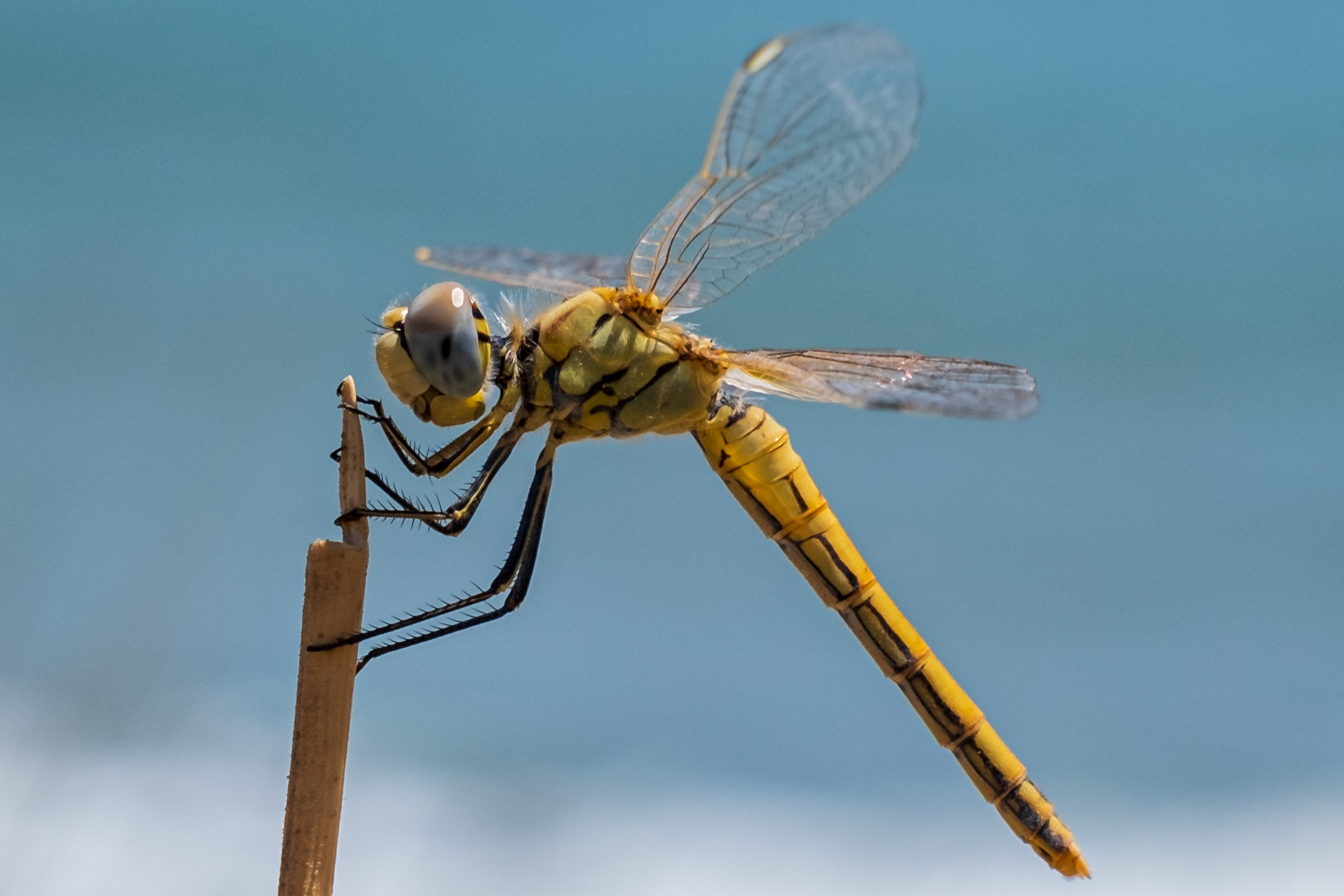 Libellula