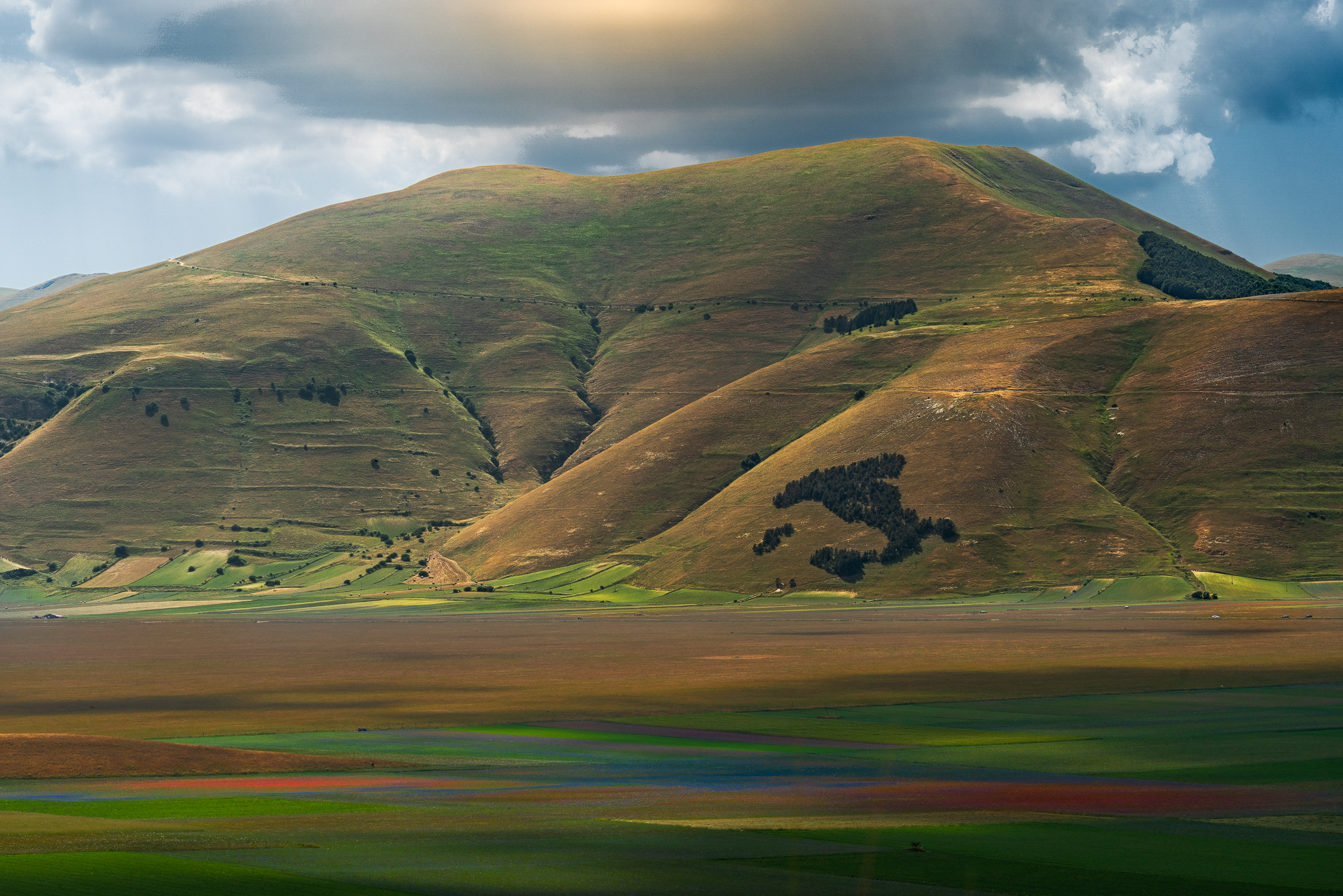 Campi di fiore Castelluccio
