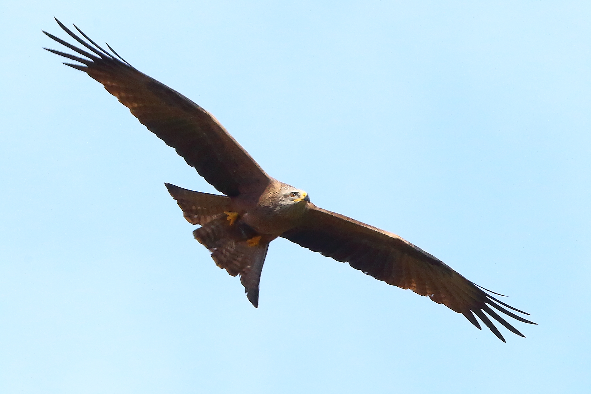 Nibbio bruno 30 marzo 2025 - 0007