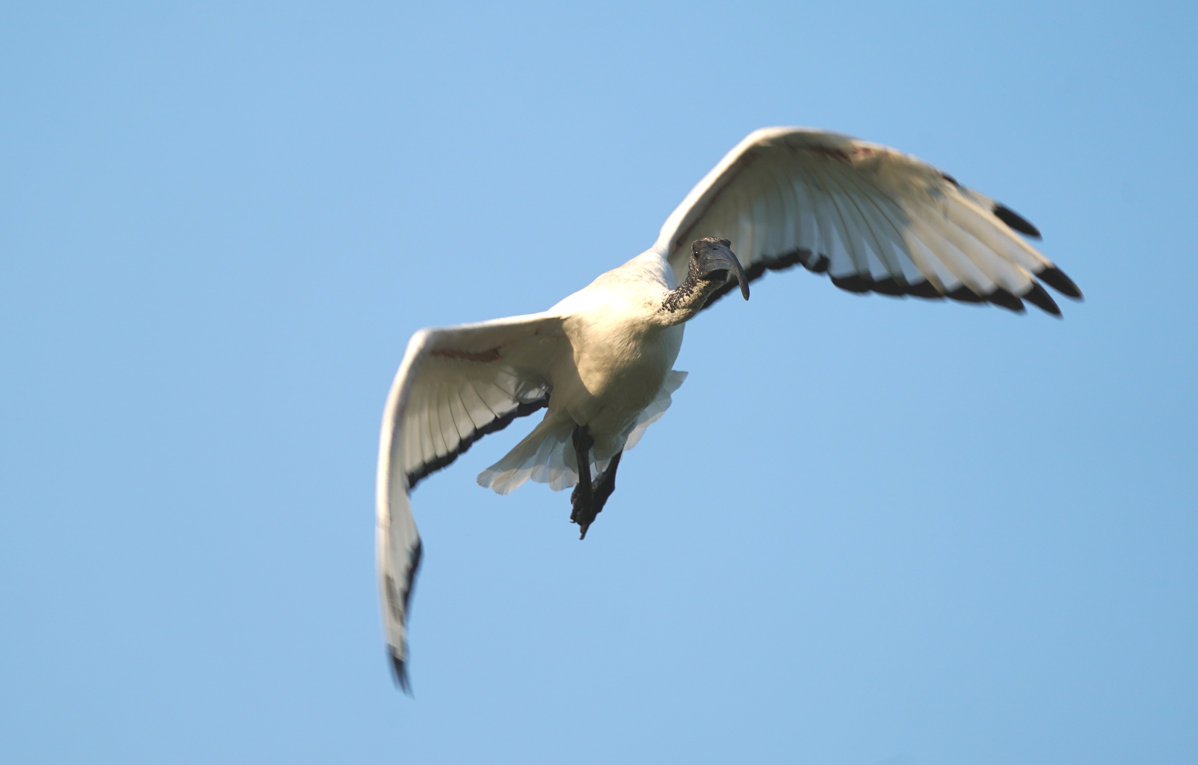 Ibis sacro