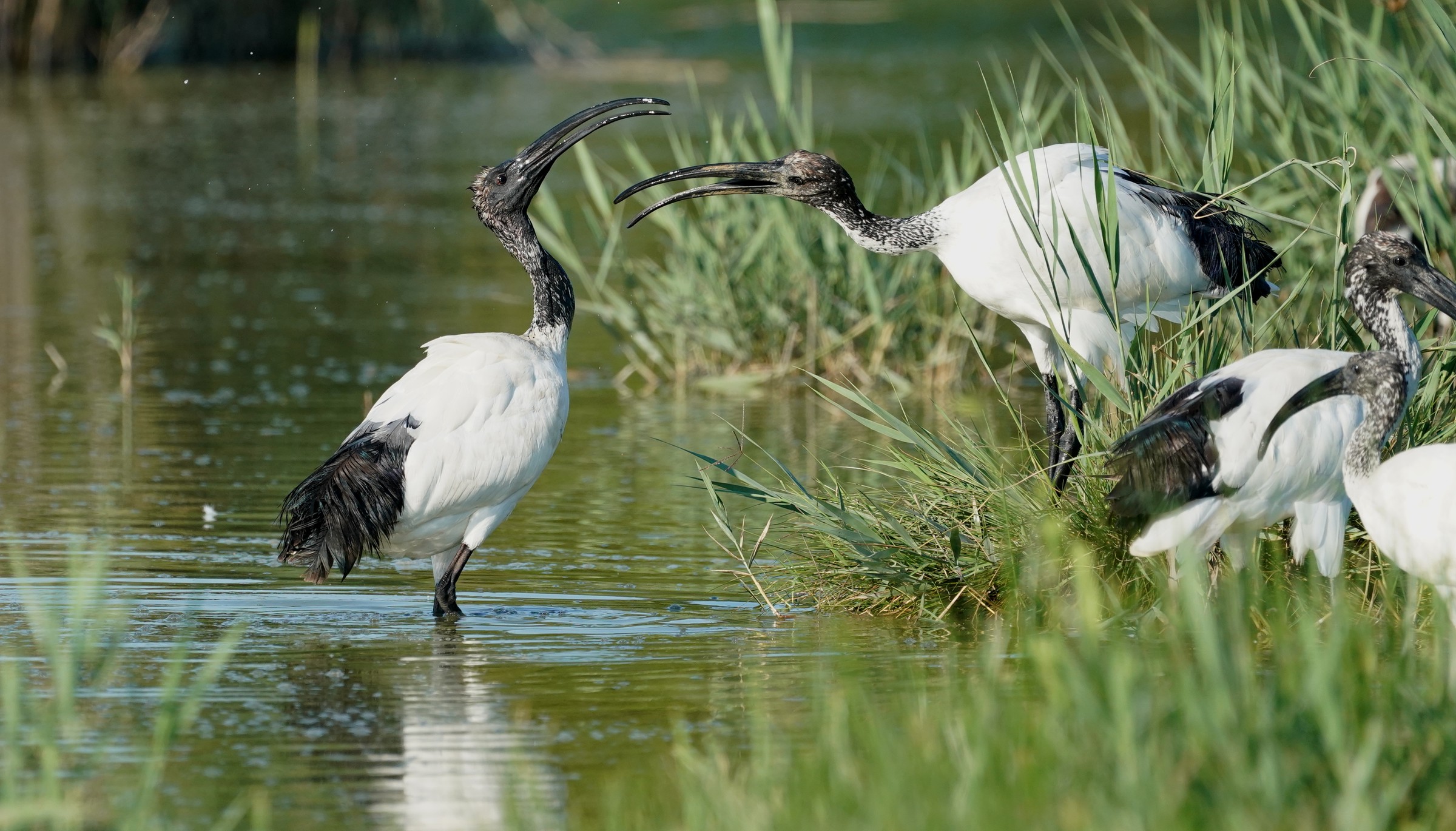 Discussioni tra ibis