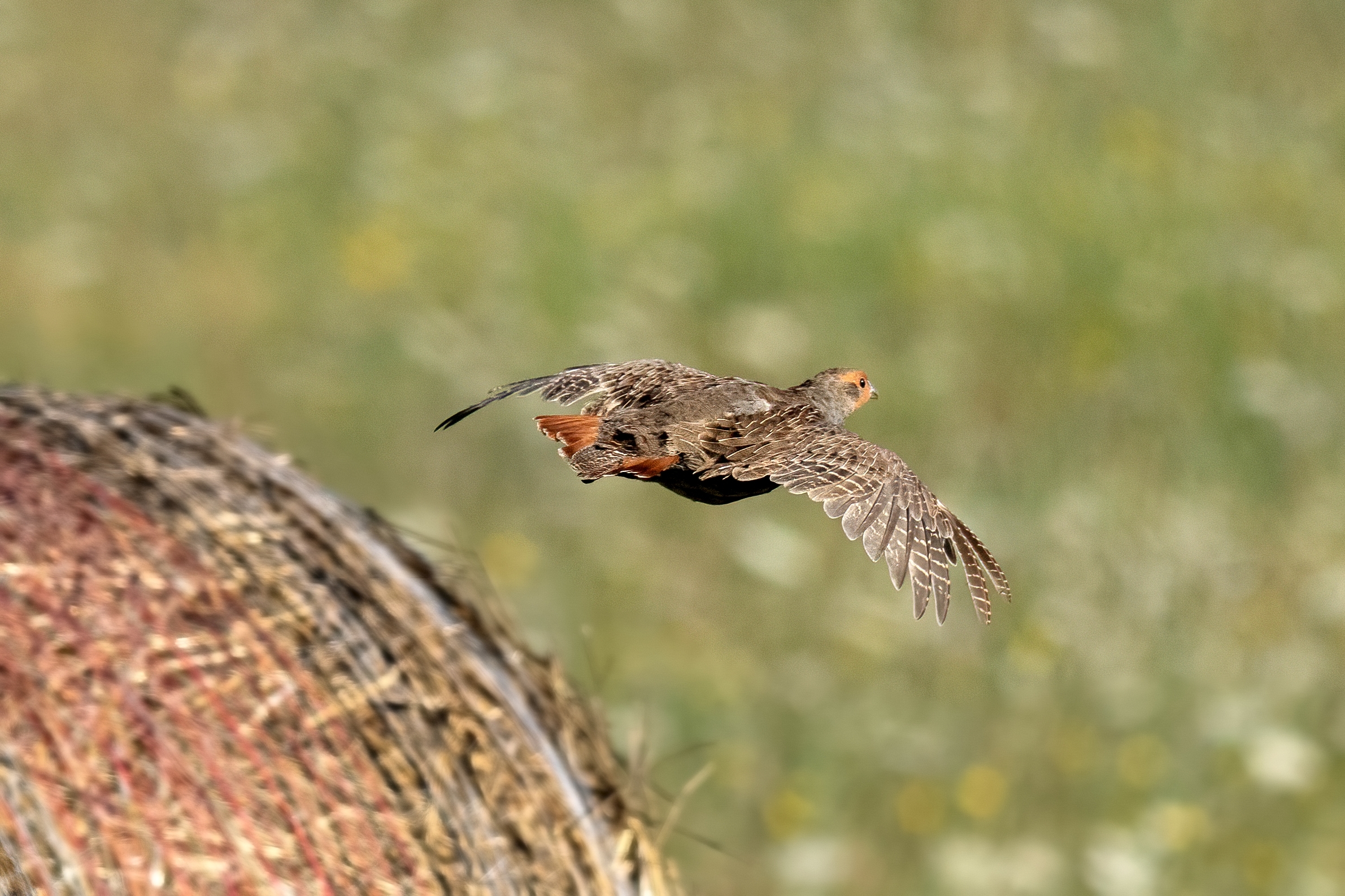 Partridge (Perdix perdix)