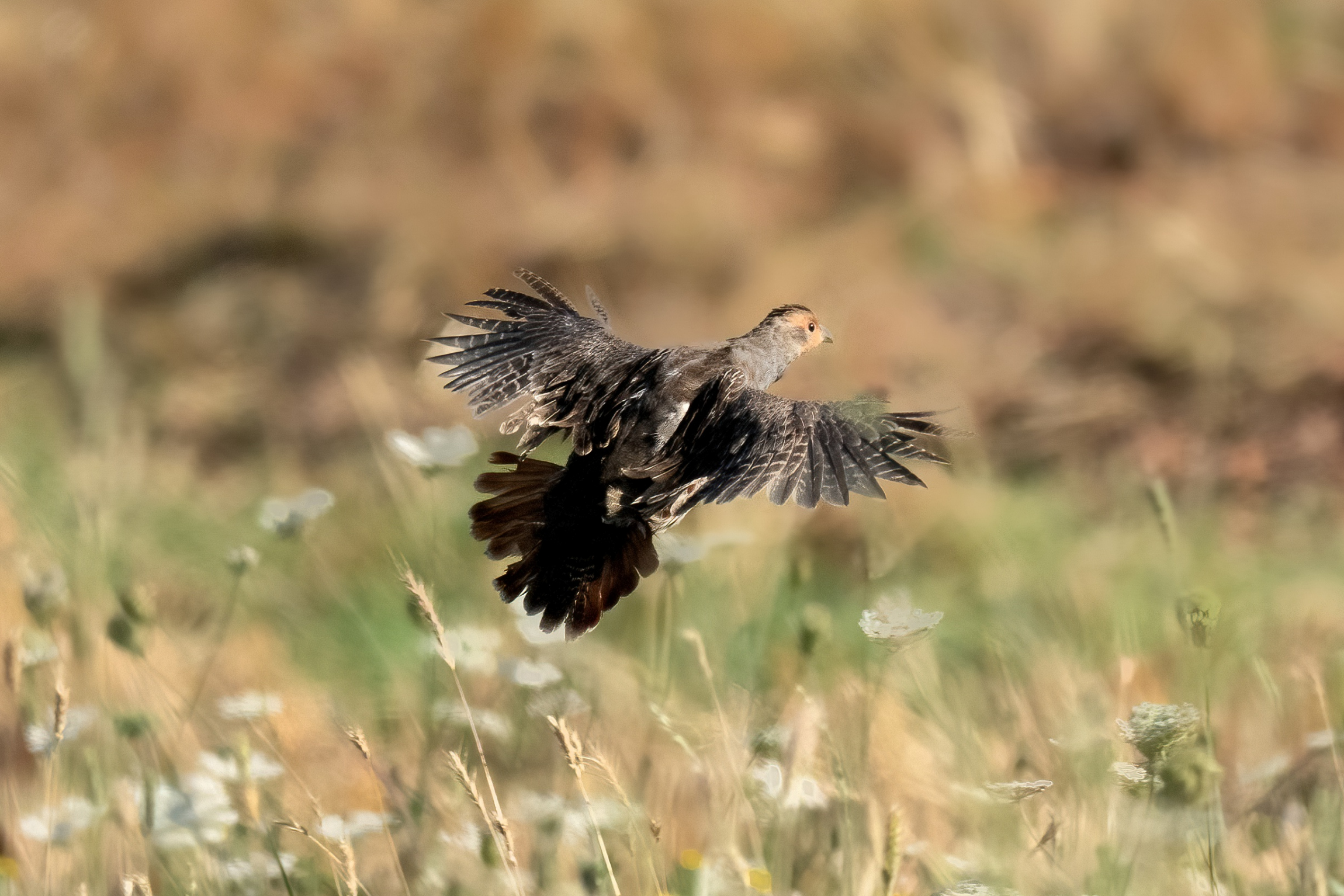 Partridge (Perdix perdix)
