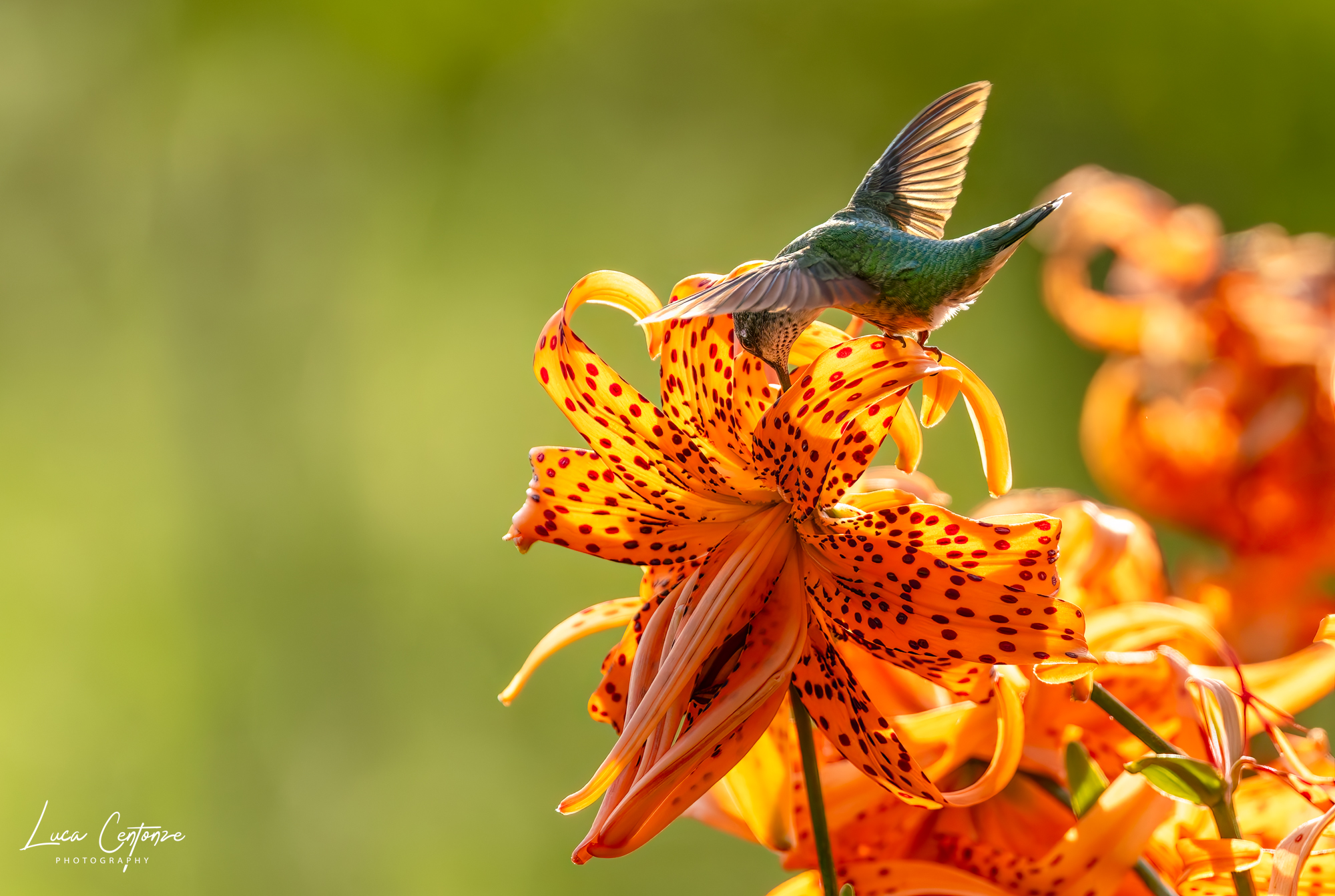 Colibrì su Lilium lancifolium