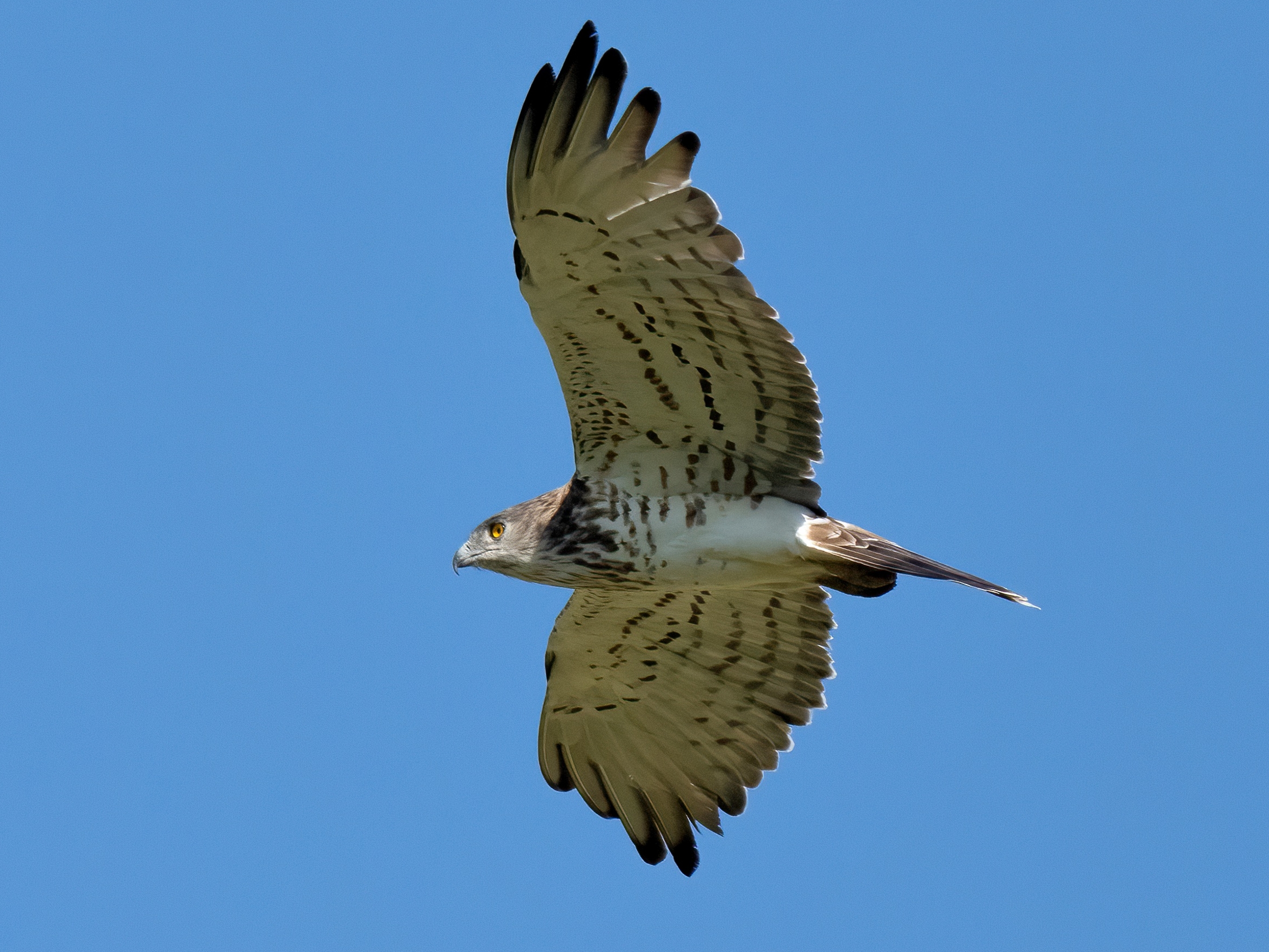Biancone o Aquila dei serpenti (Circaetus gallicus)