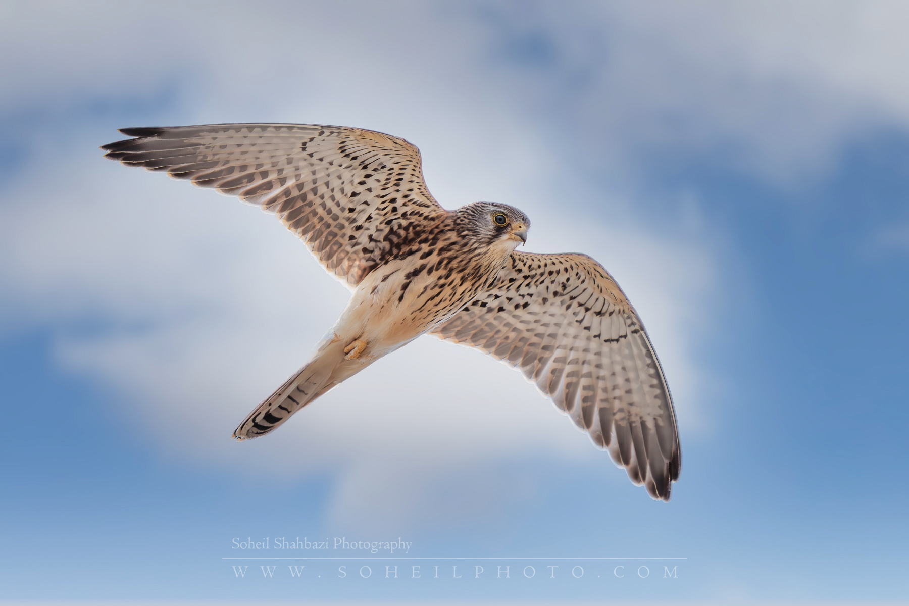 Lesser kestrel