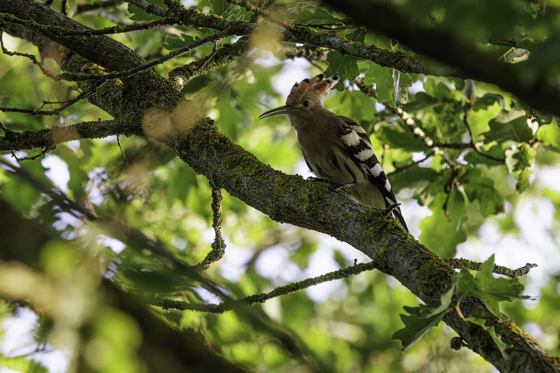 Hoopoe
