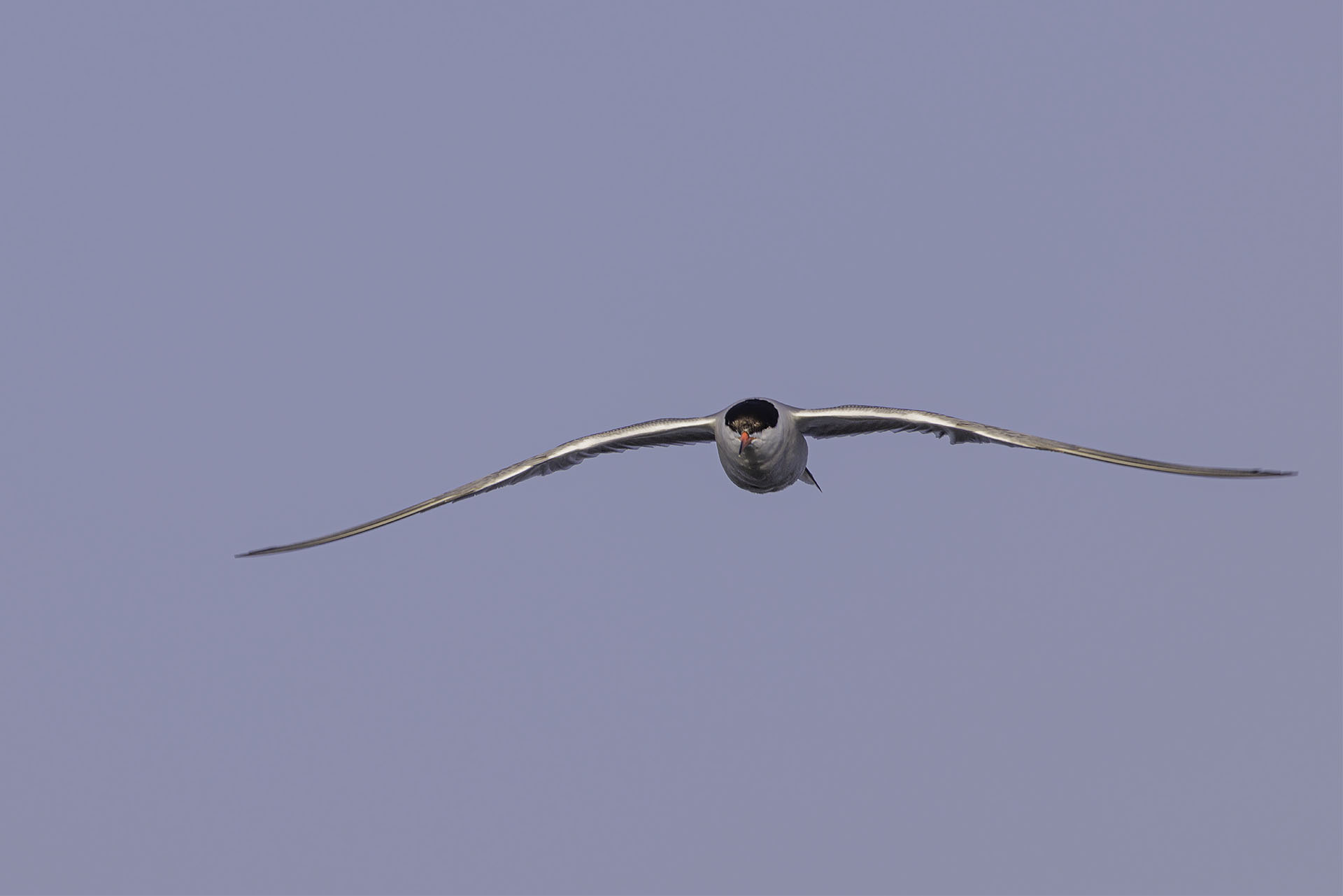 Common Tern