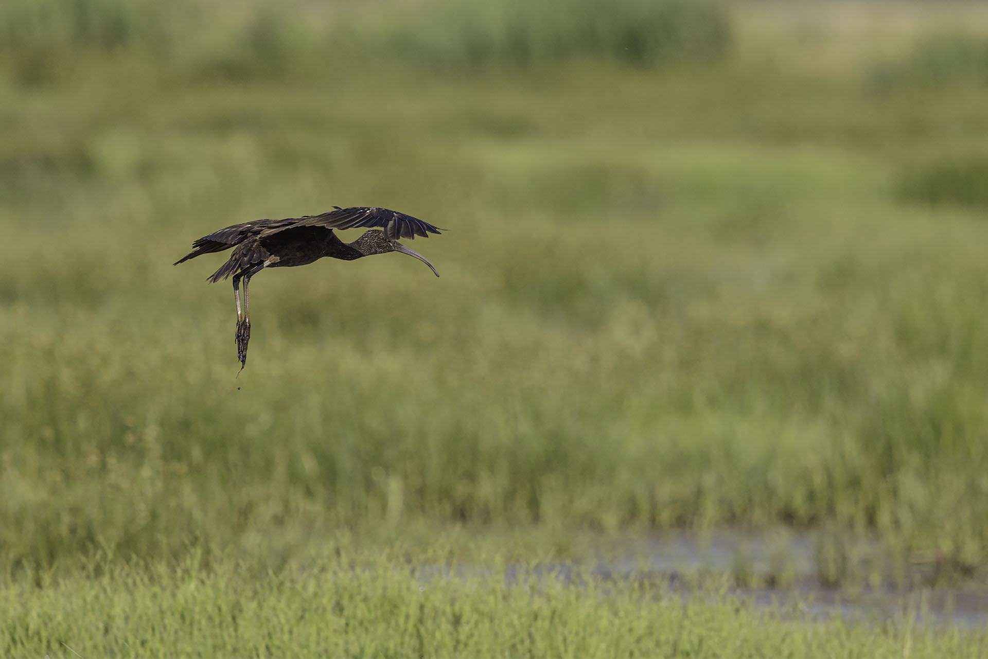 Glossy ibis