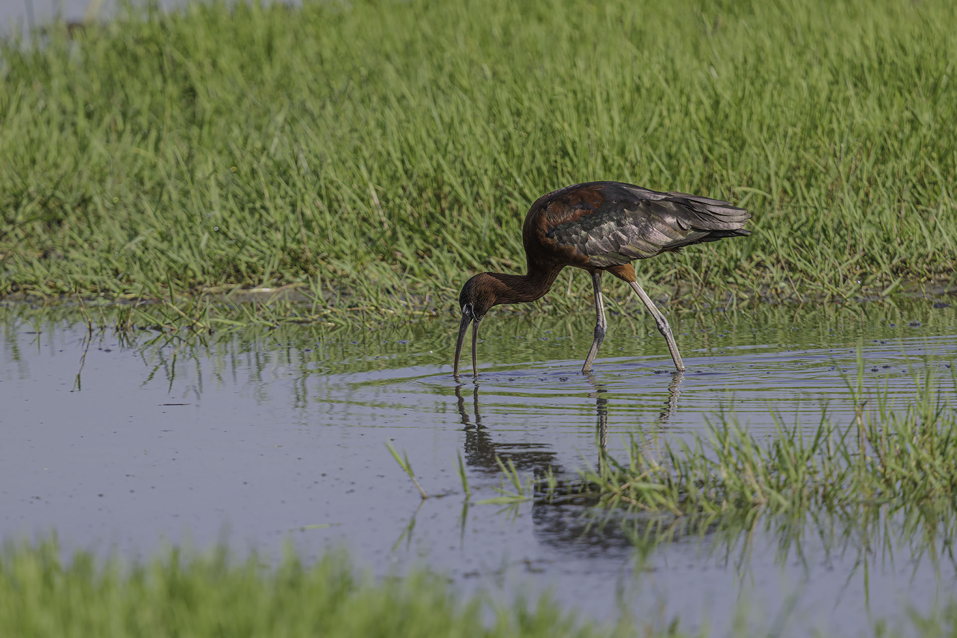 Glossy ibis