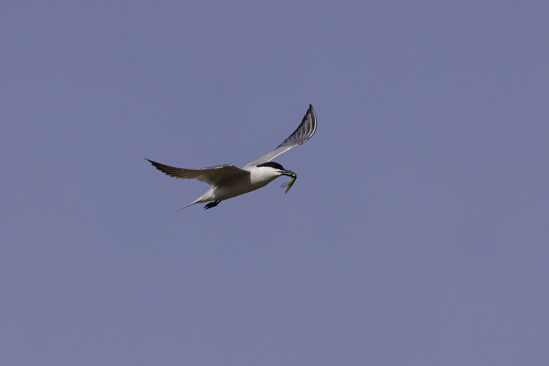 Gull-billed tern