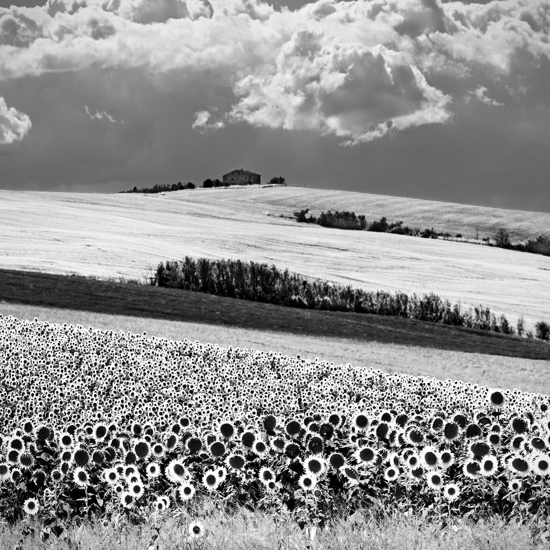 folla di girasoli