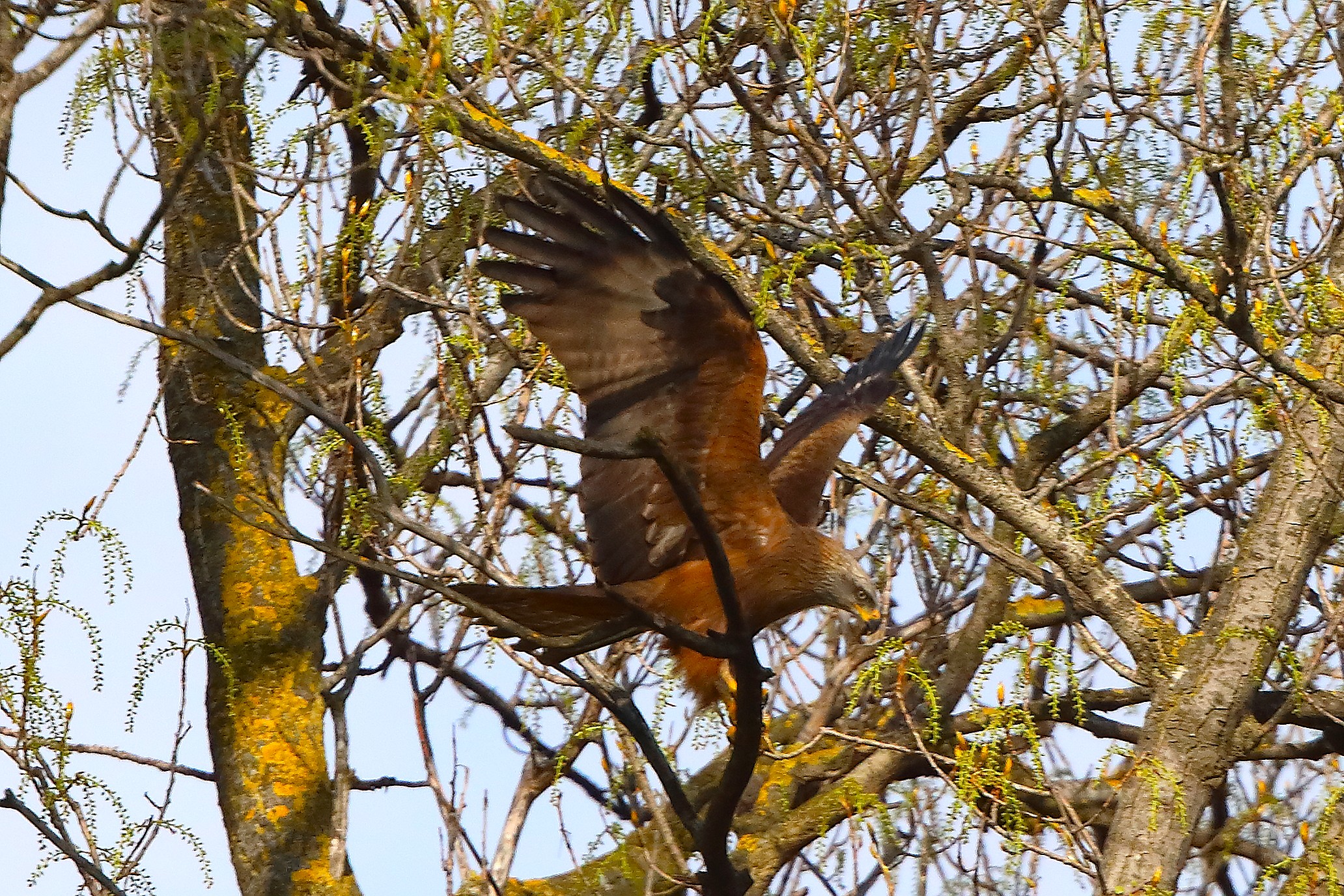 Nibbio bruno 29 marzo 2025 - 0224