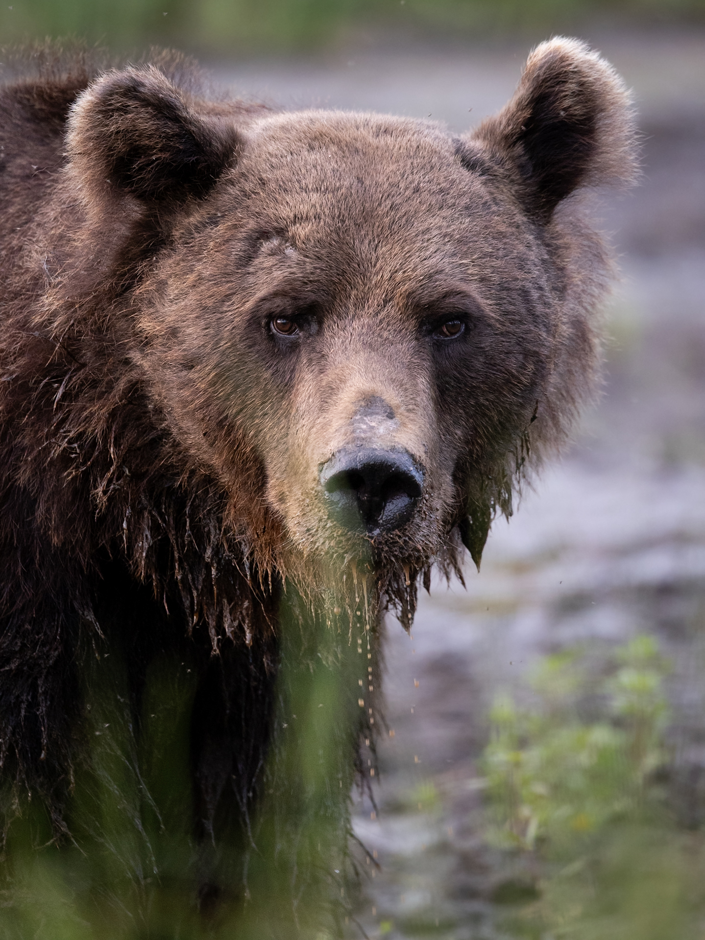Ritratto d'orso