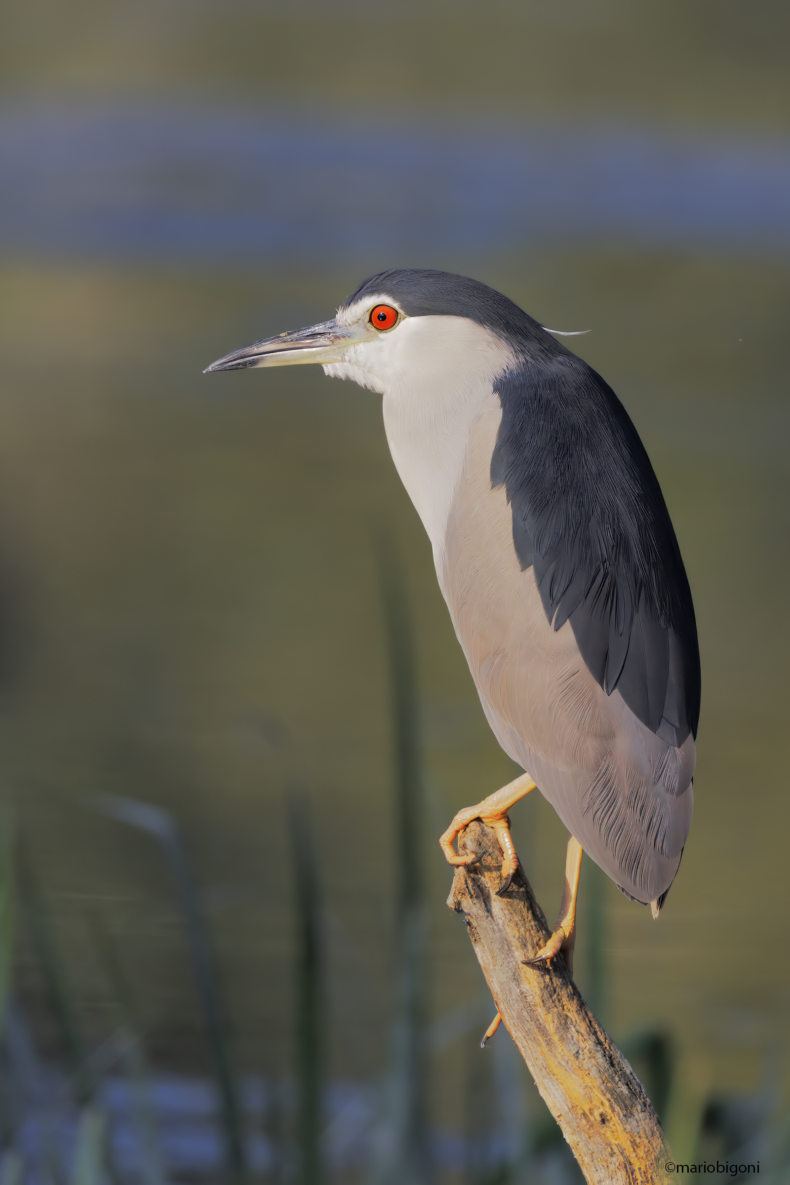 Night Heron