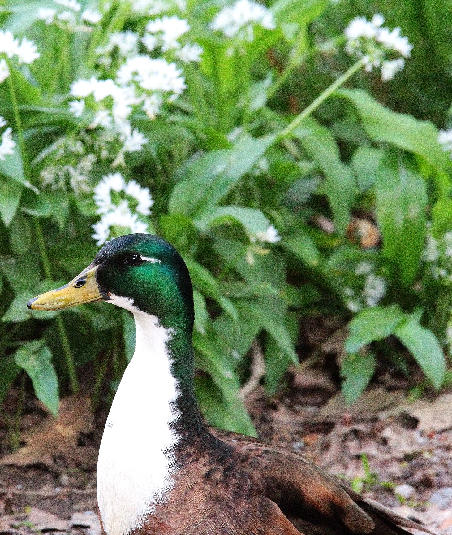 Giovane Germano Reale