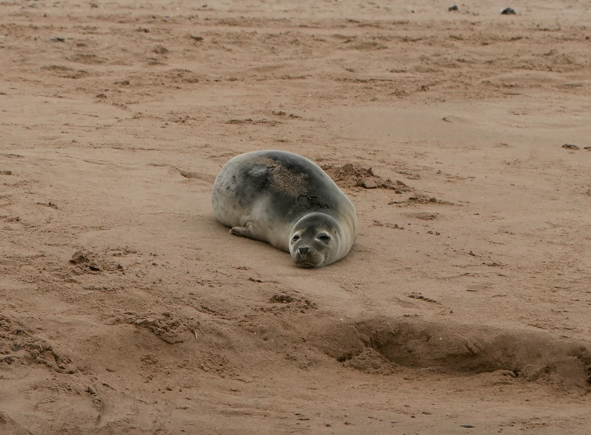 Cucciolo di foca