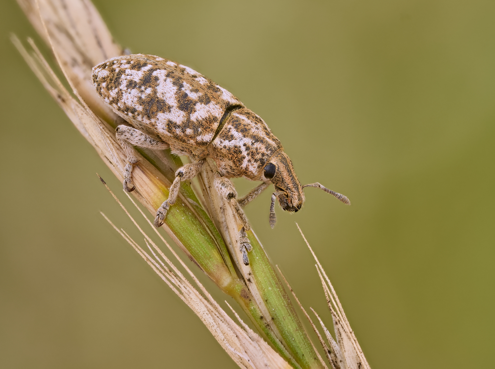 Cyphocleonus dealbatus