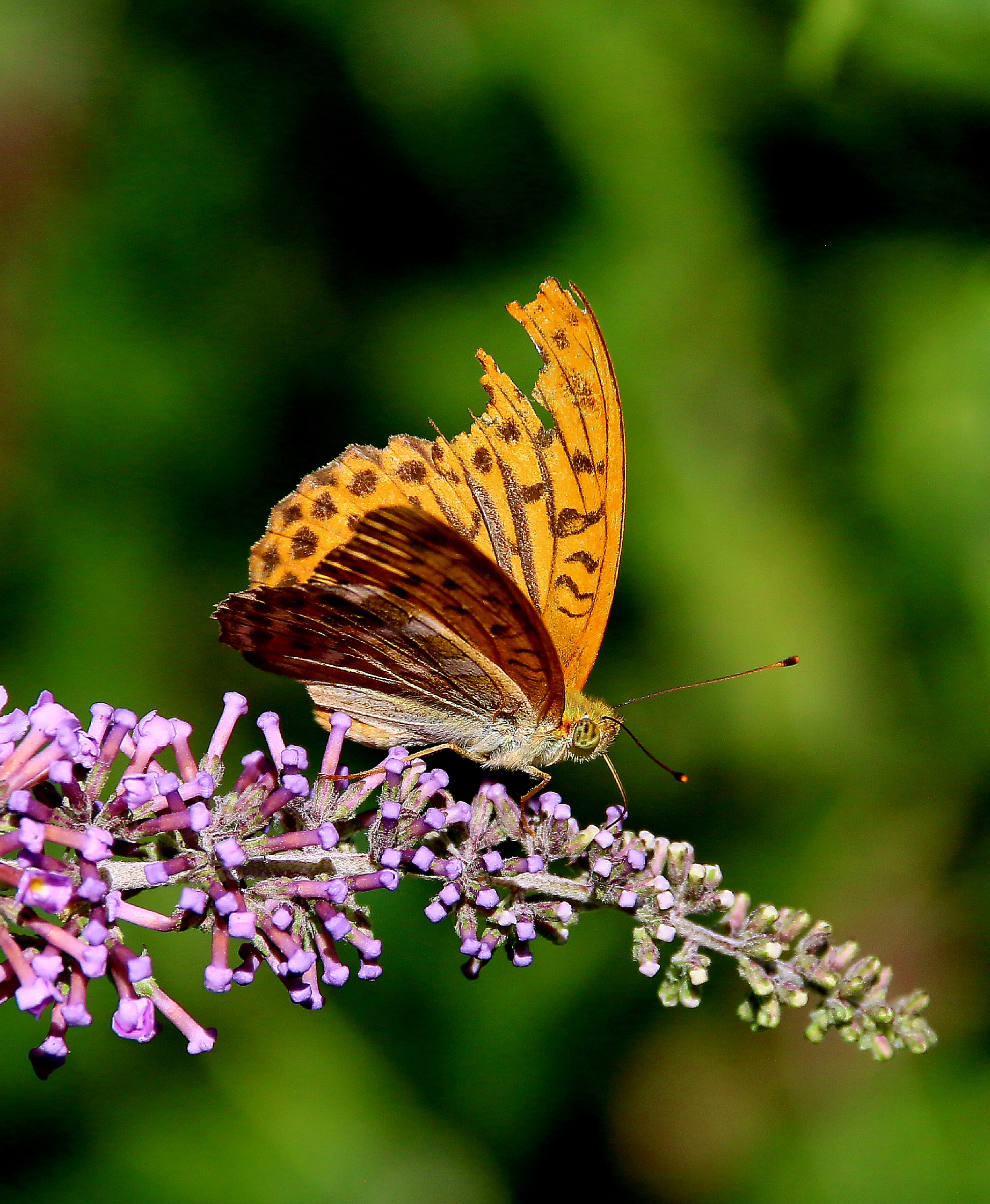 Farfalla