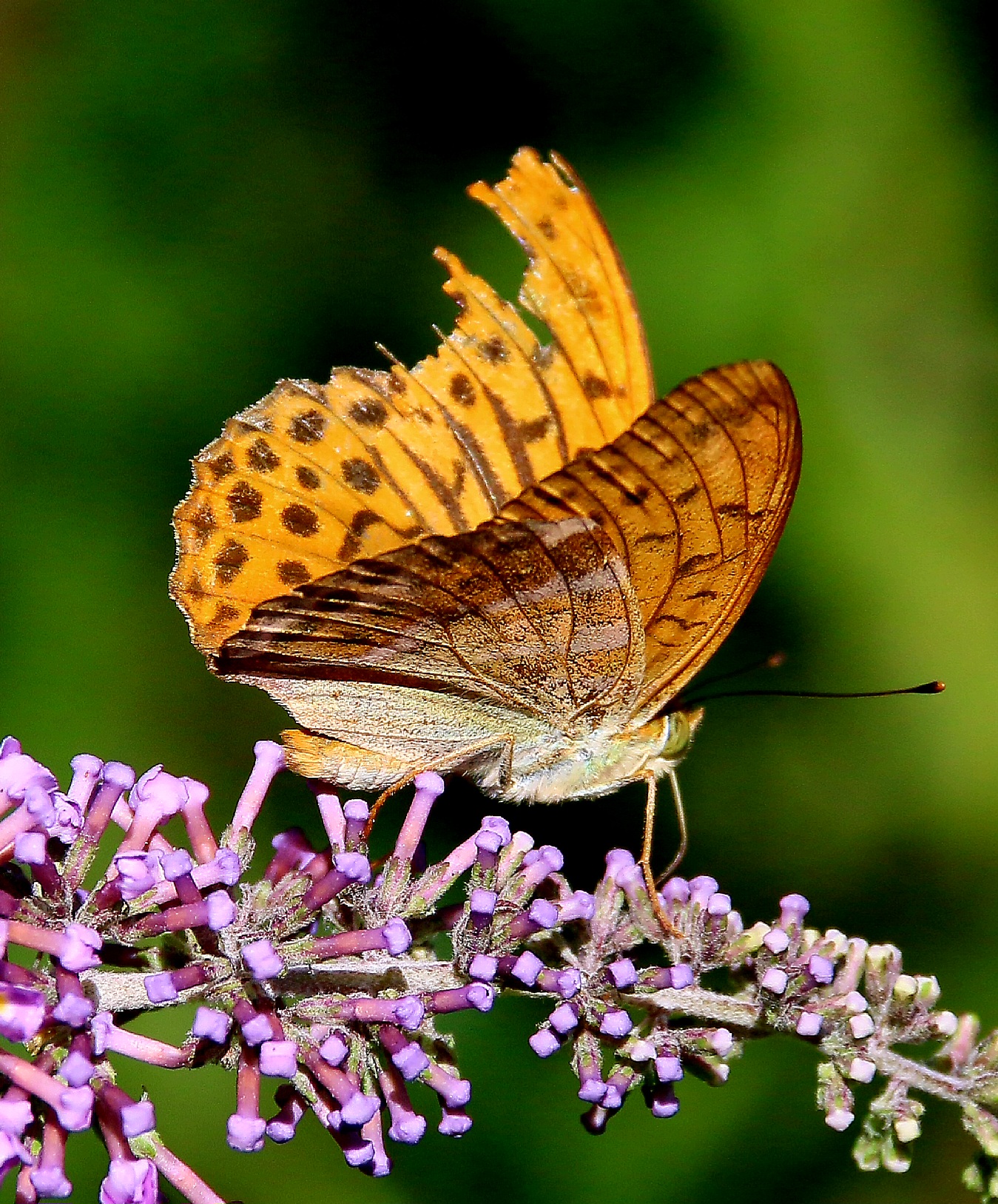 Farfalla