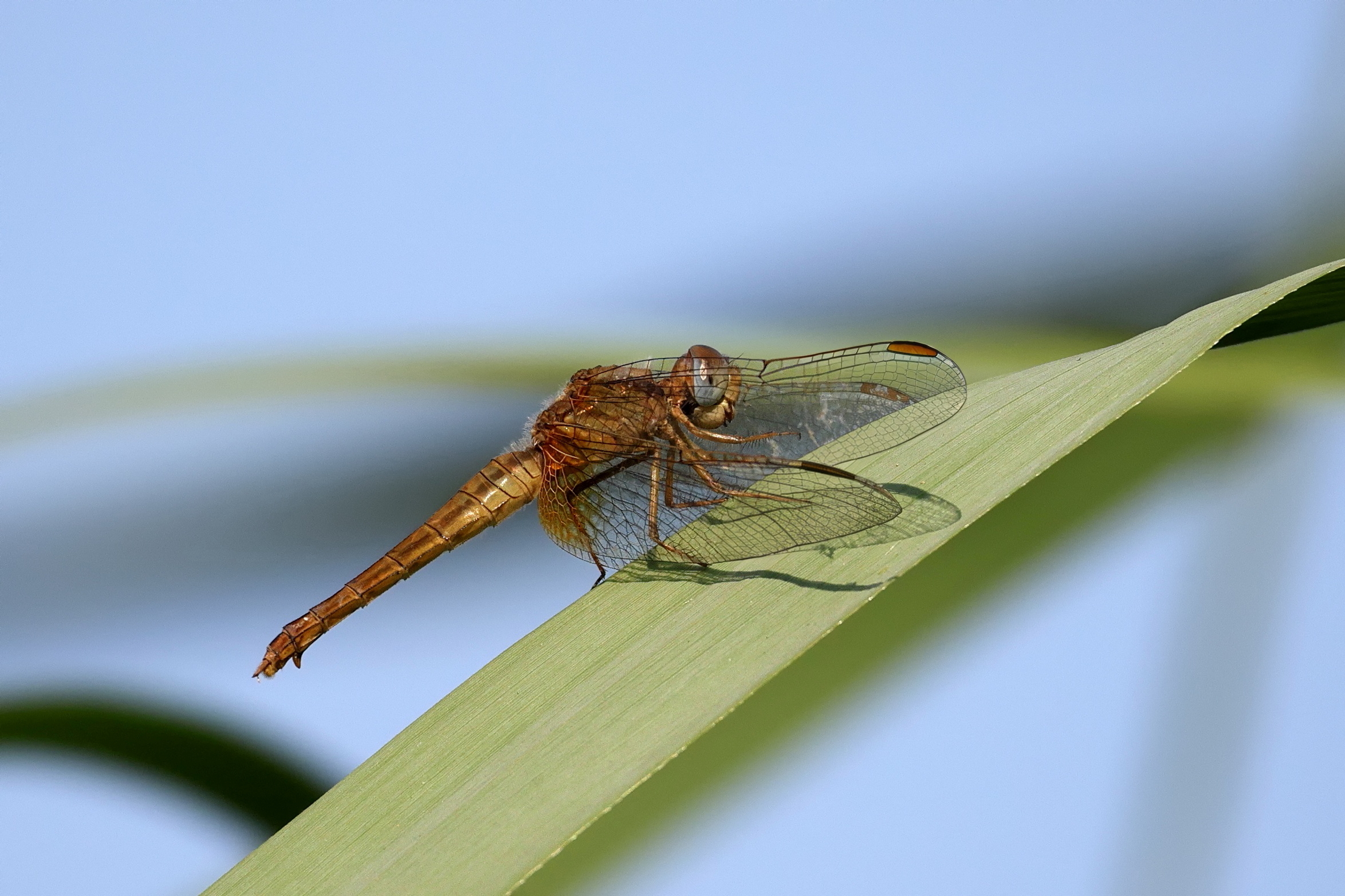 Crocothemis erythraea "Frecciarossa"