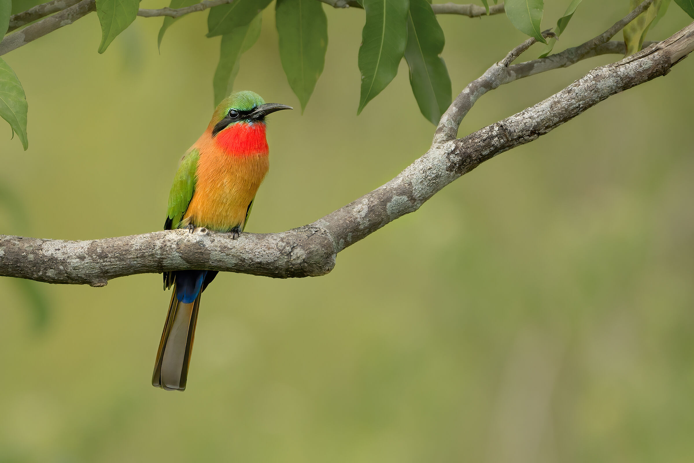 Gruccione gola rossa