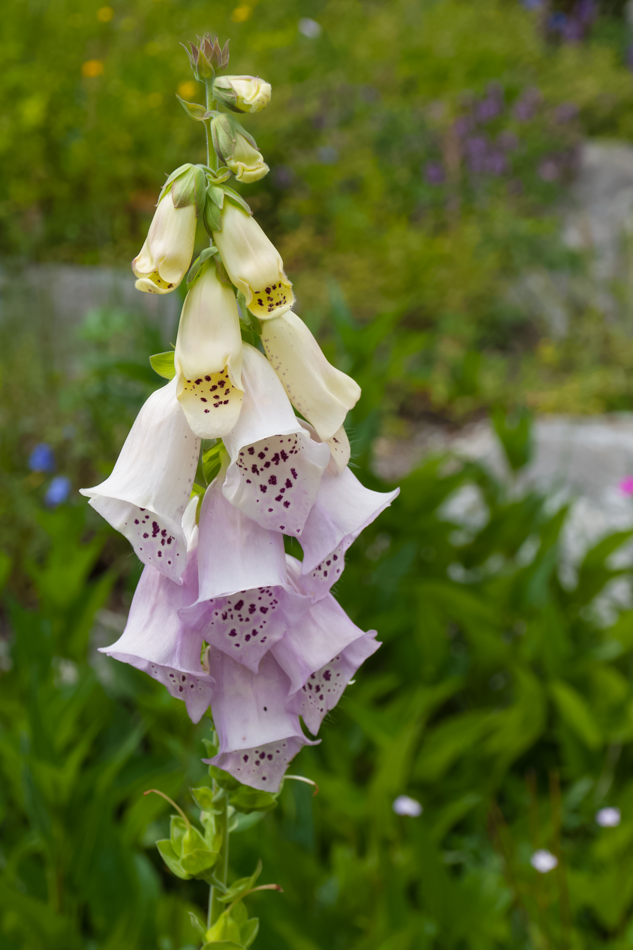 Digitalis Purpurea