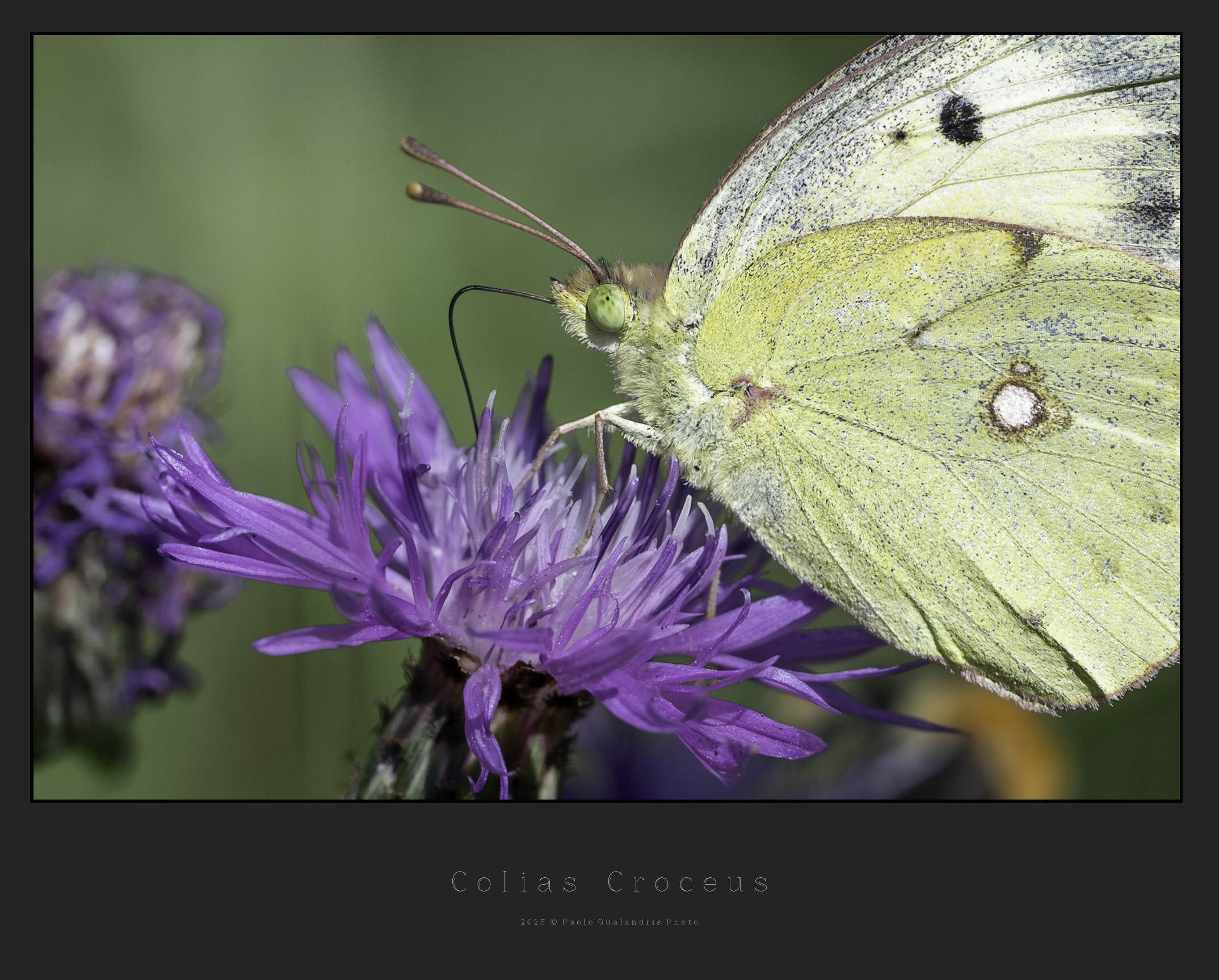 Colias Croceus