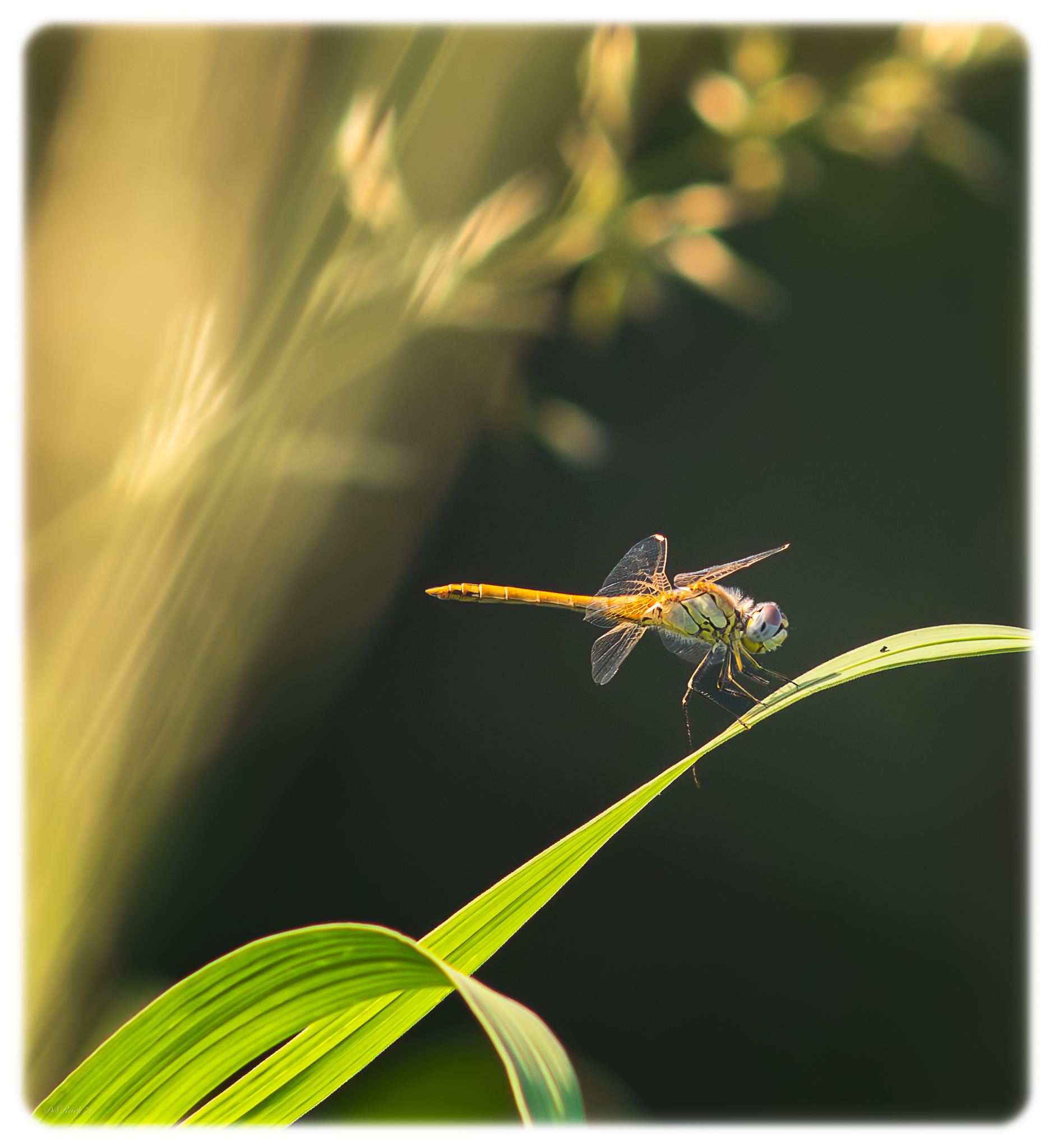 L'ennesima libellula ;-)