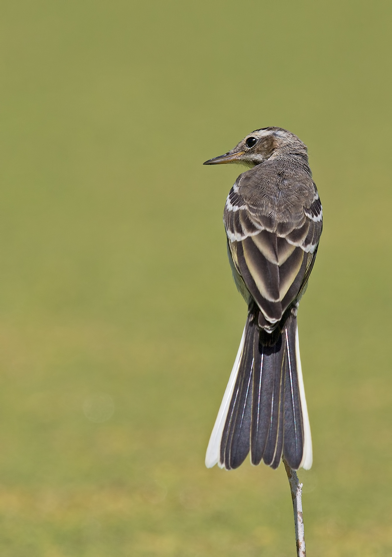 Young wagtail