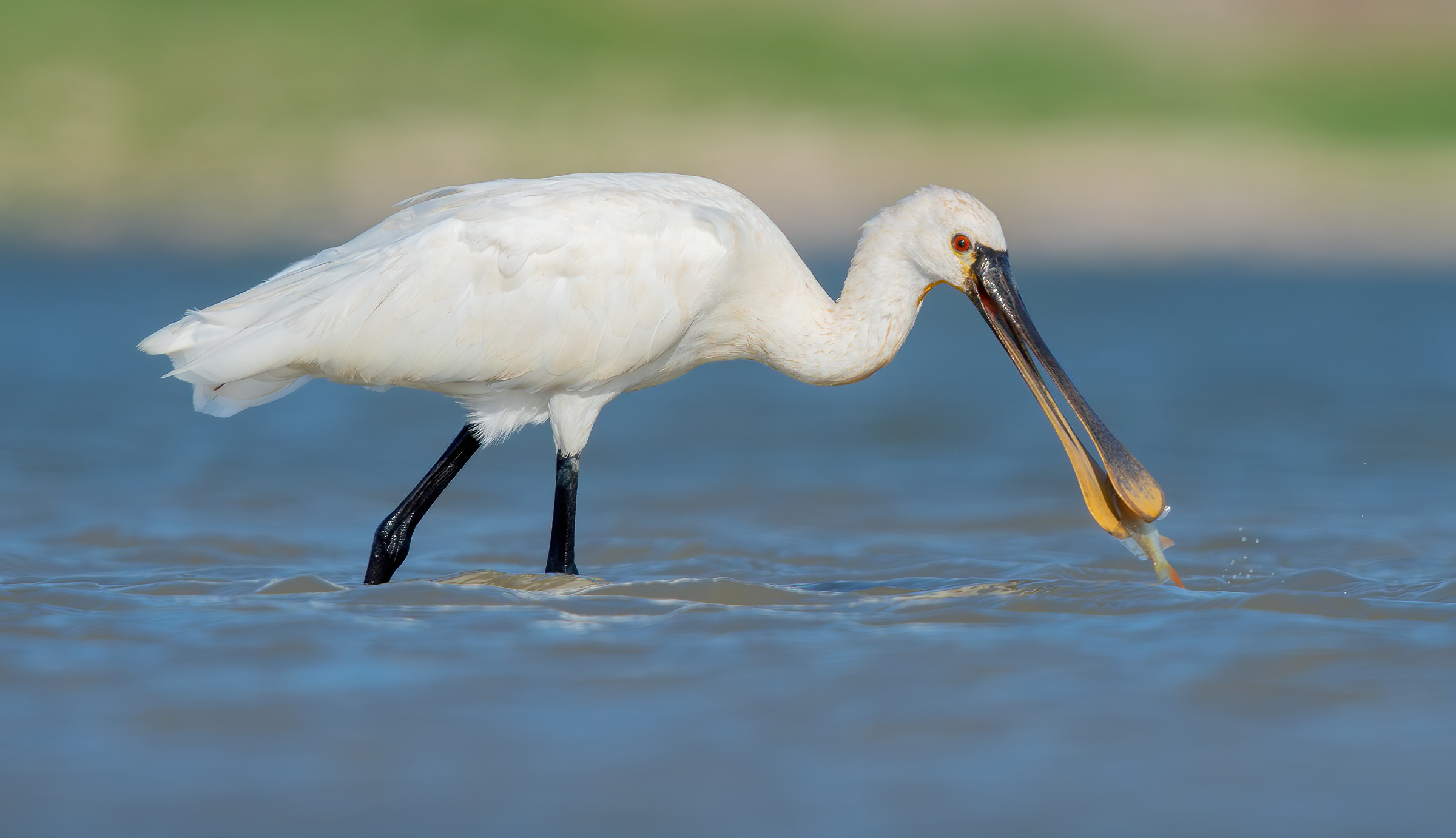 spoonbill