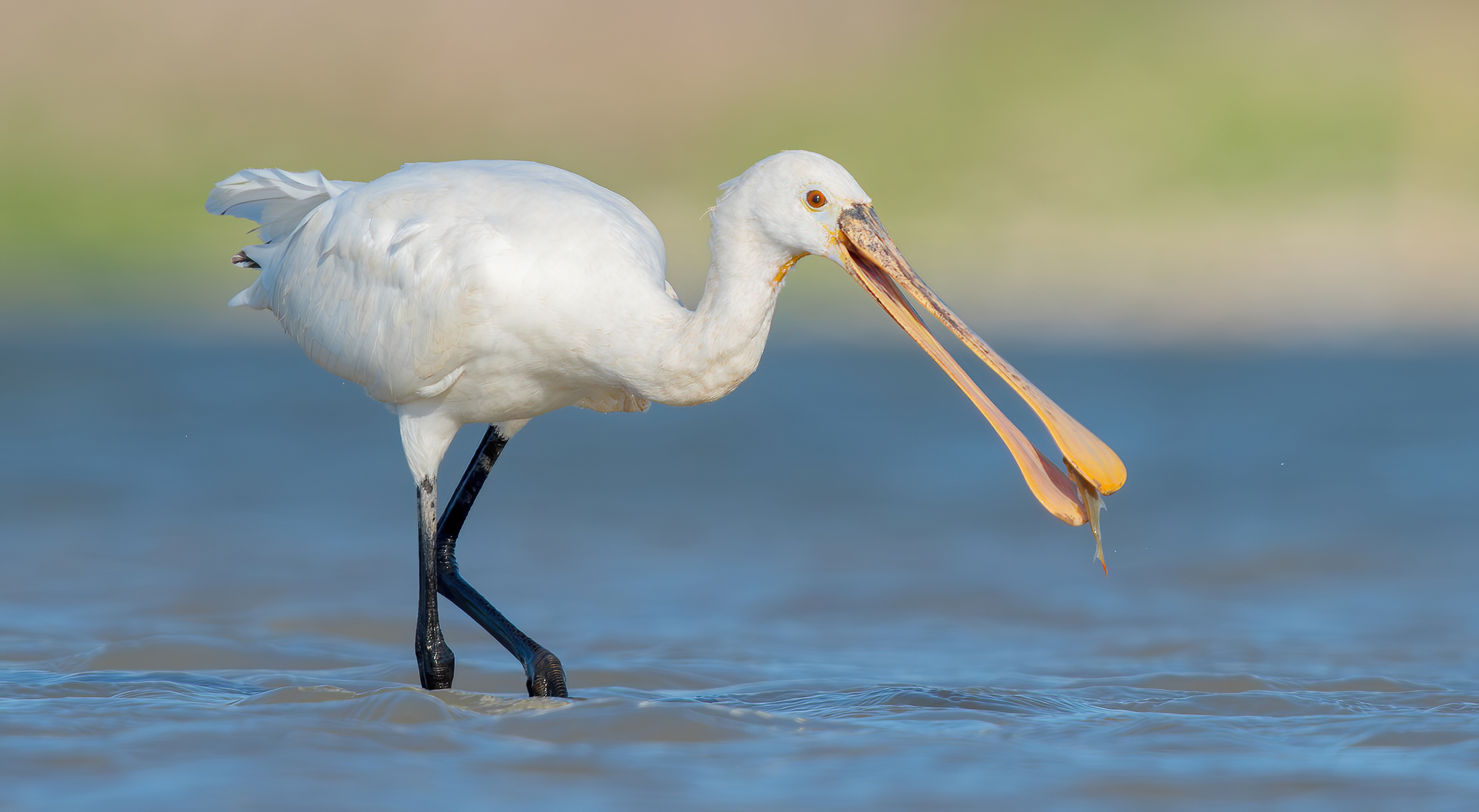spoonbill