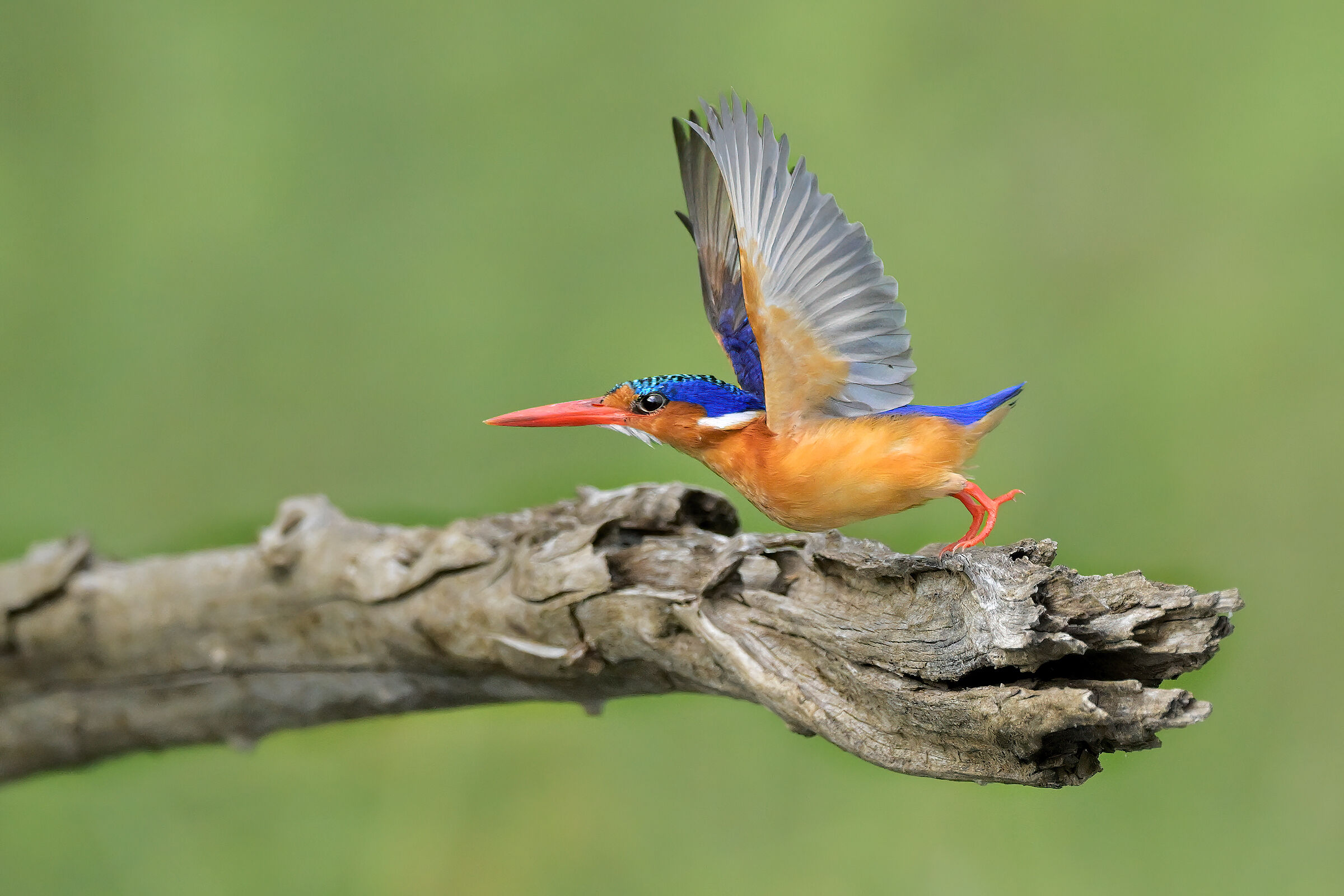 Kingfisher malachite