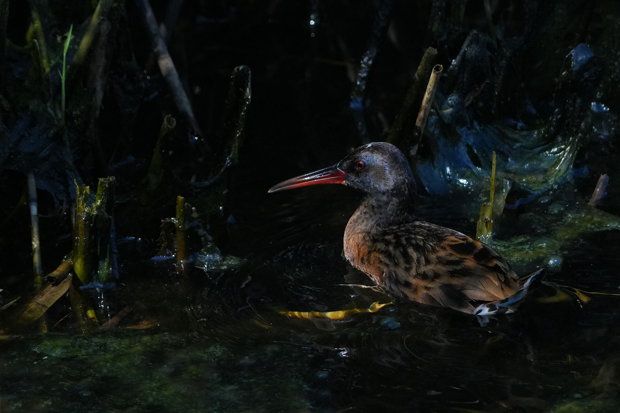 porciglione ambientato