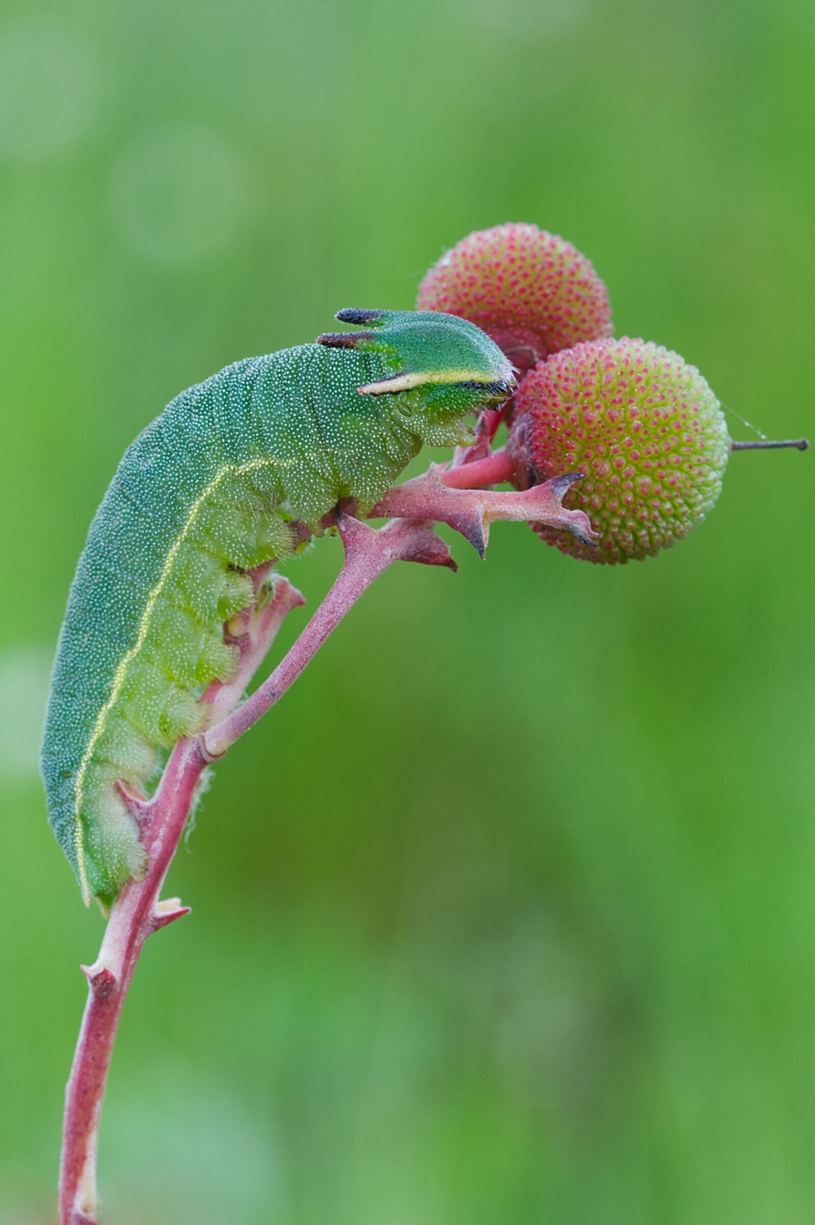 Strawberry tree