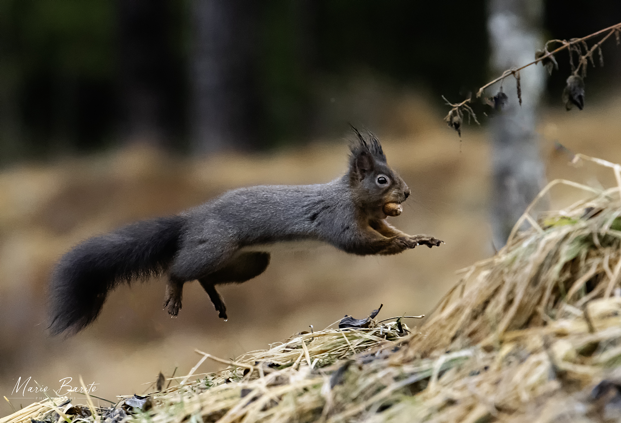 scoiattolo amico tomaso in visita al mio capanno