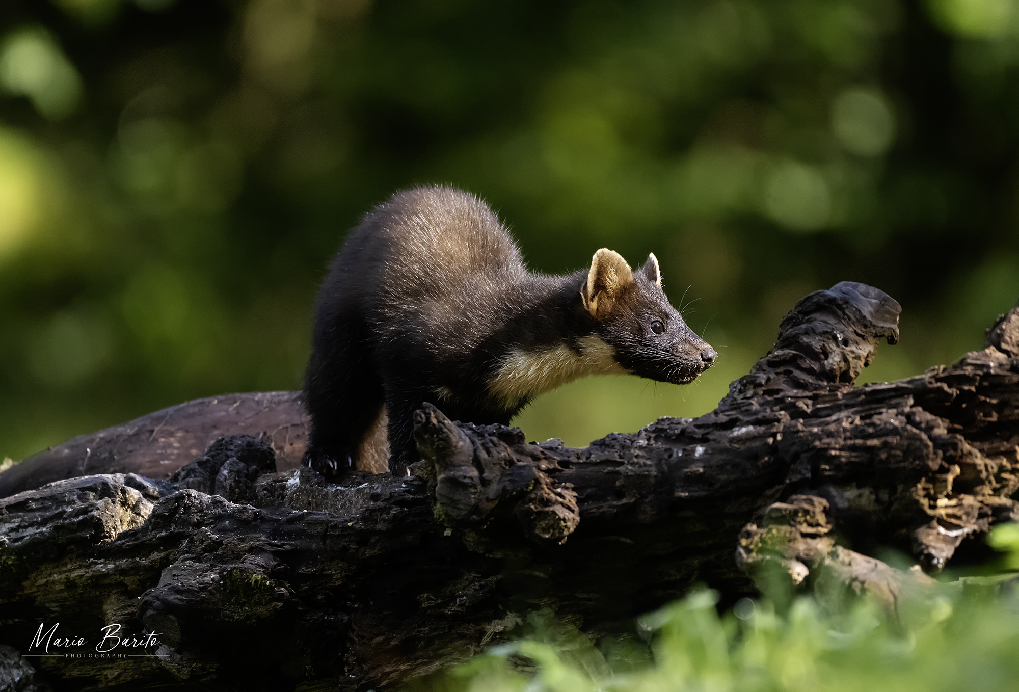 l'amico gigi la martora al mio capanno