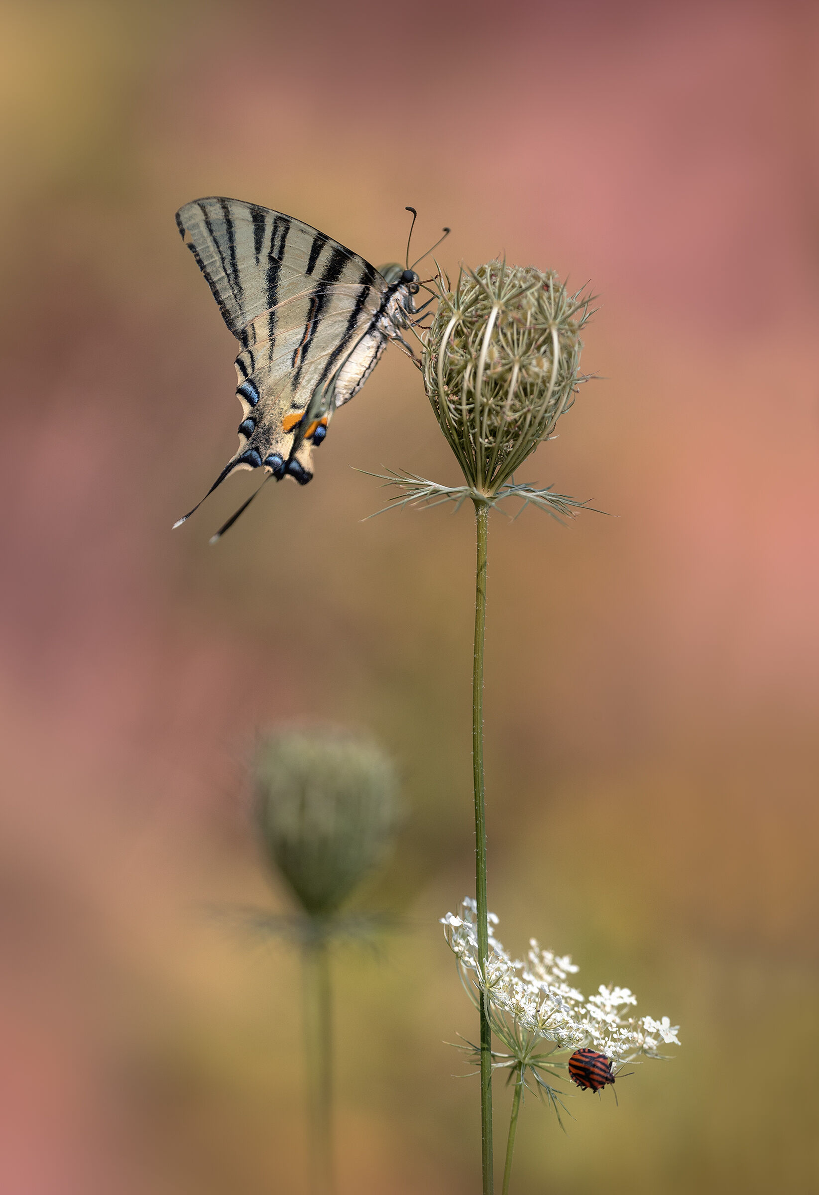 Iphiclides podalirius