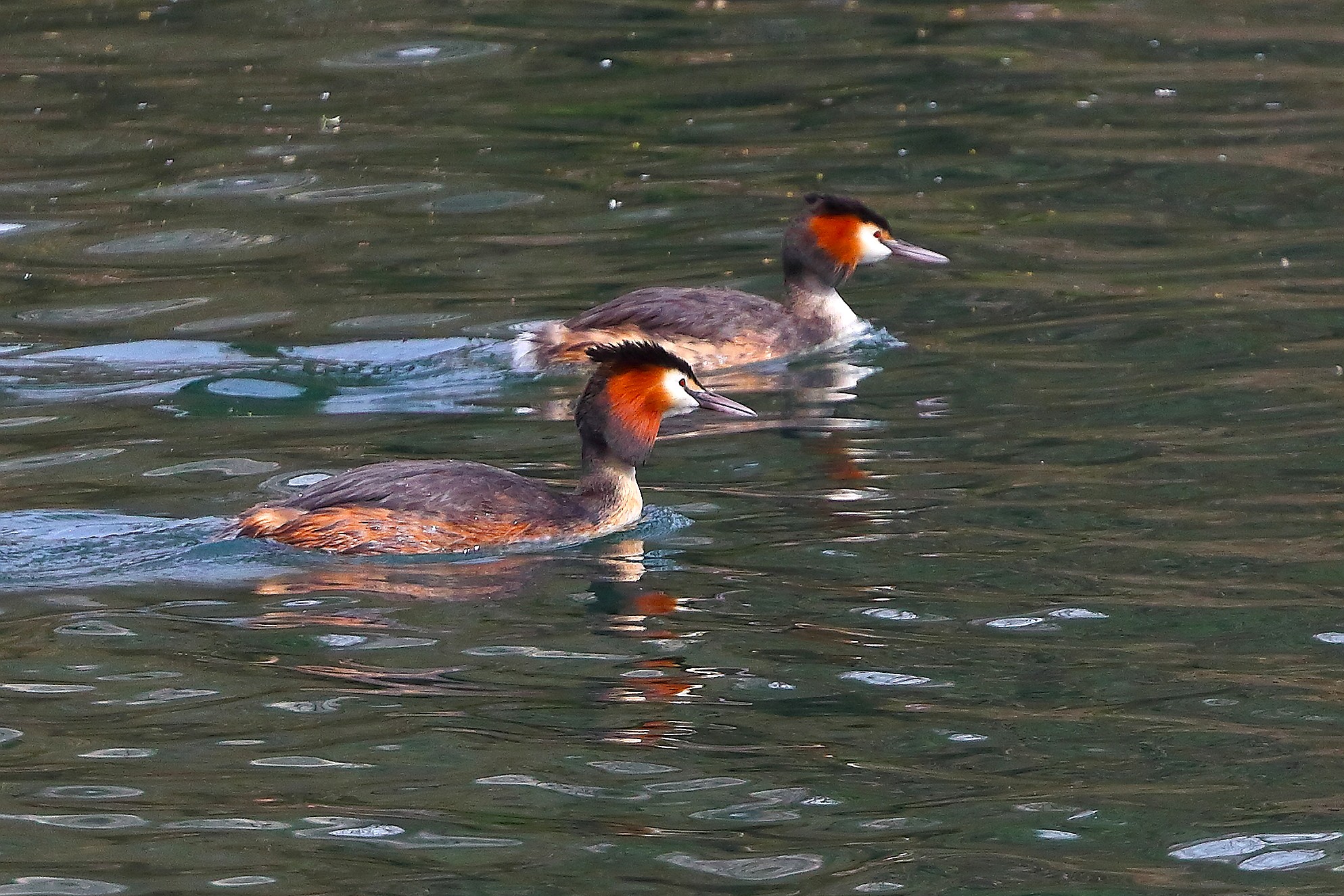 Svassi 30 marzo 2025 - 0118