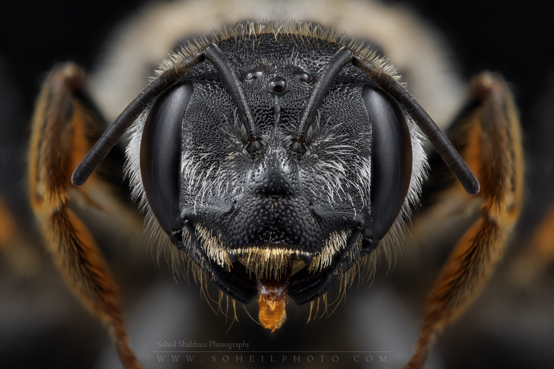 Lasioglossum coriaceum