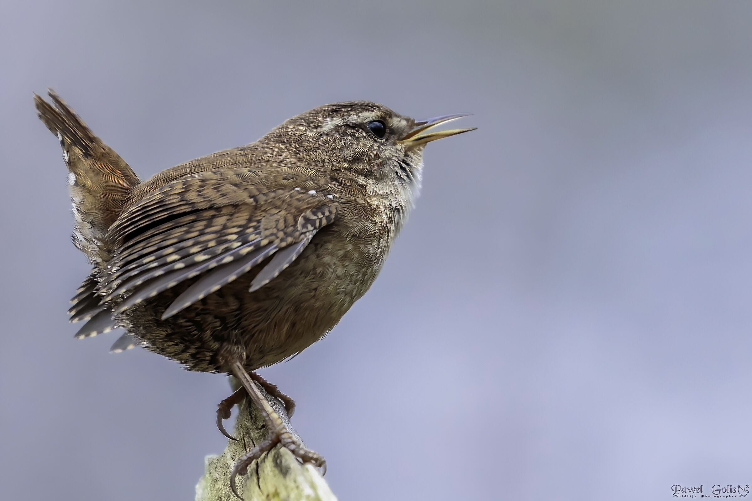 Scricciolo eurasiatico ( Troglodytes troglodytes)