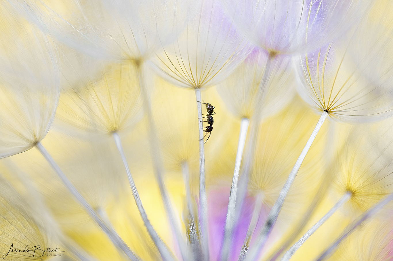 Prigione dorata. Formica dentro un soffione