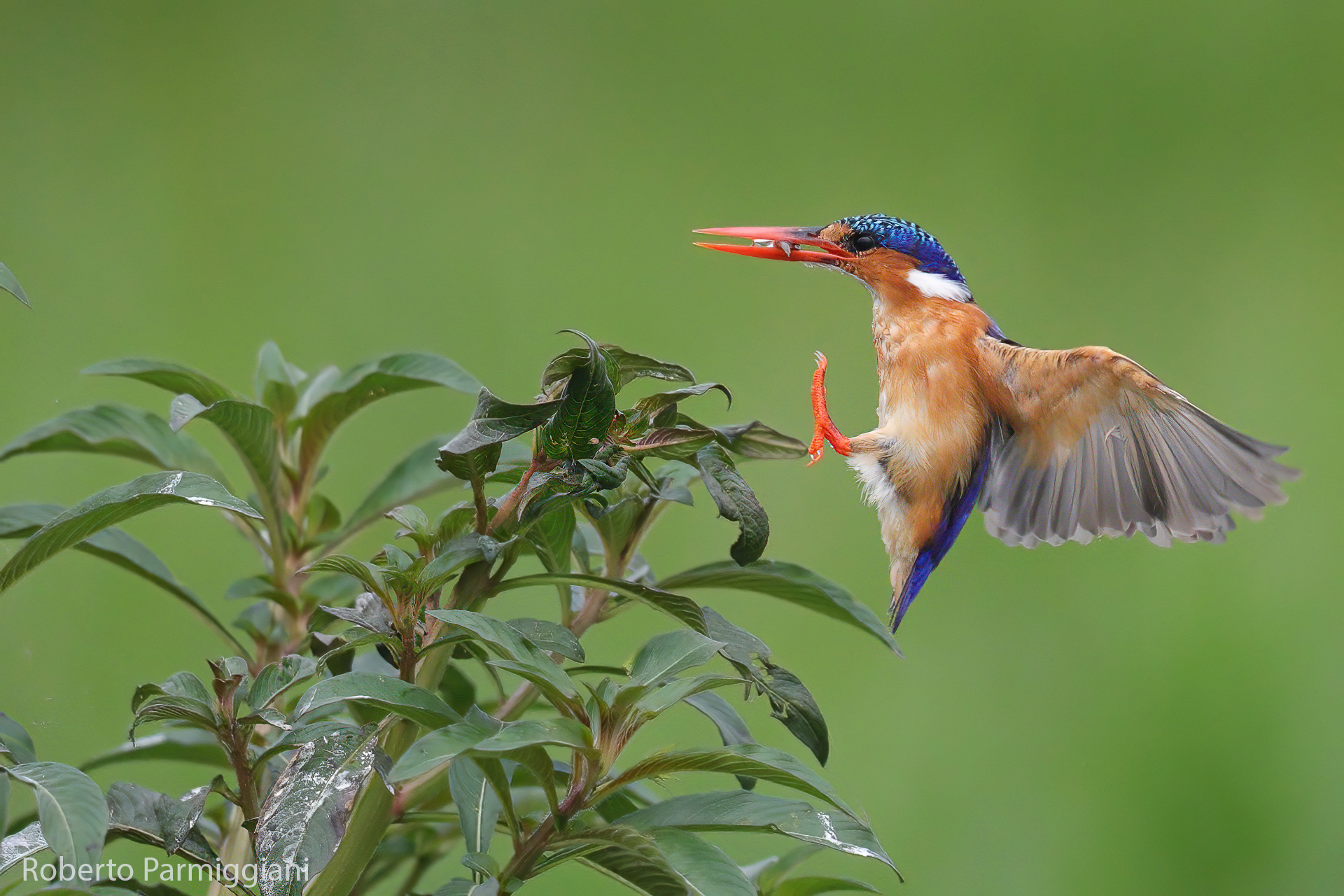 L'arrivo (martin pescatore malachite)